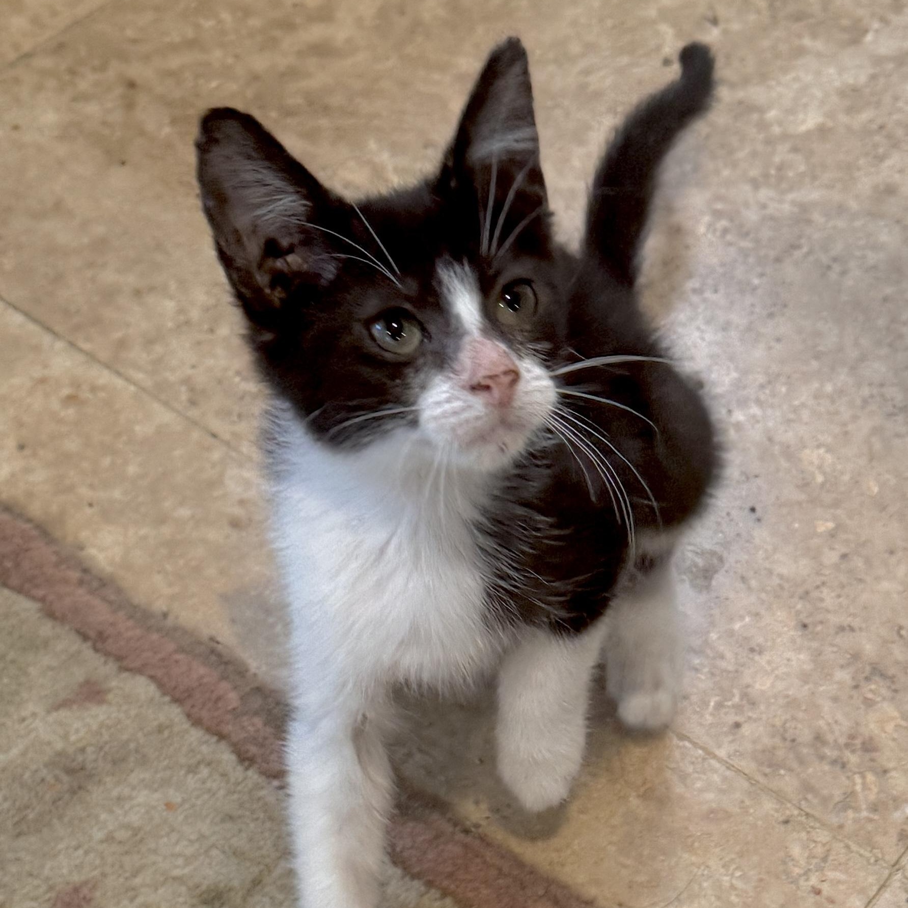 Winks, a Adoptable Domestic Short Hair in Houston, TX image 5/5