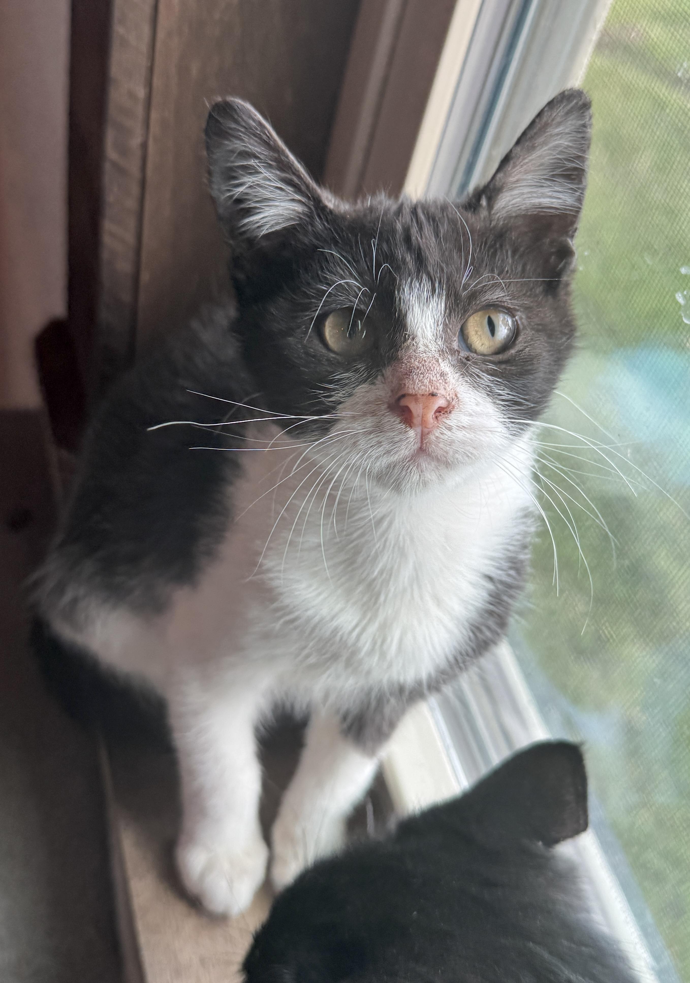 Enlarge Winks (The Heart-Stealer), a Adoptable Domestic Short Hair in Houston, TX image 1/6