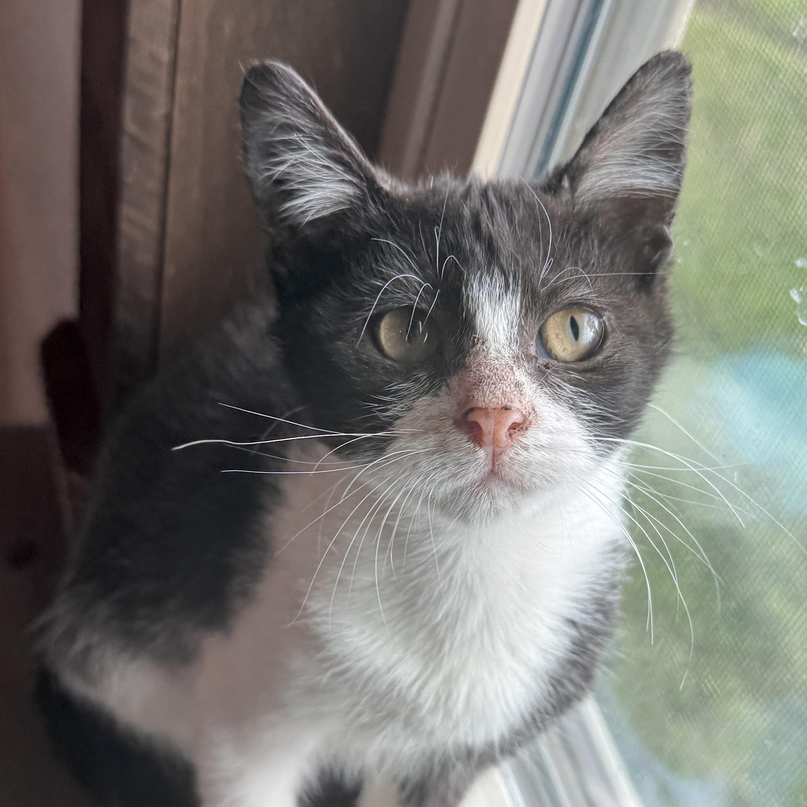 Winks, a Adoptable Domestic Short Hair in Houston, TX image 1/5