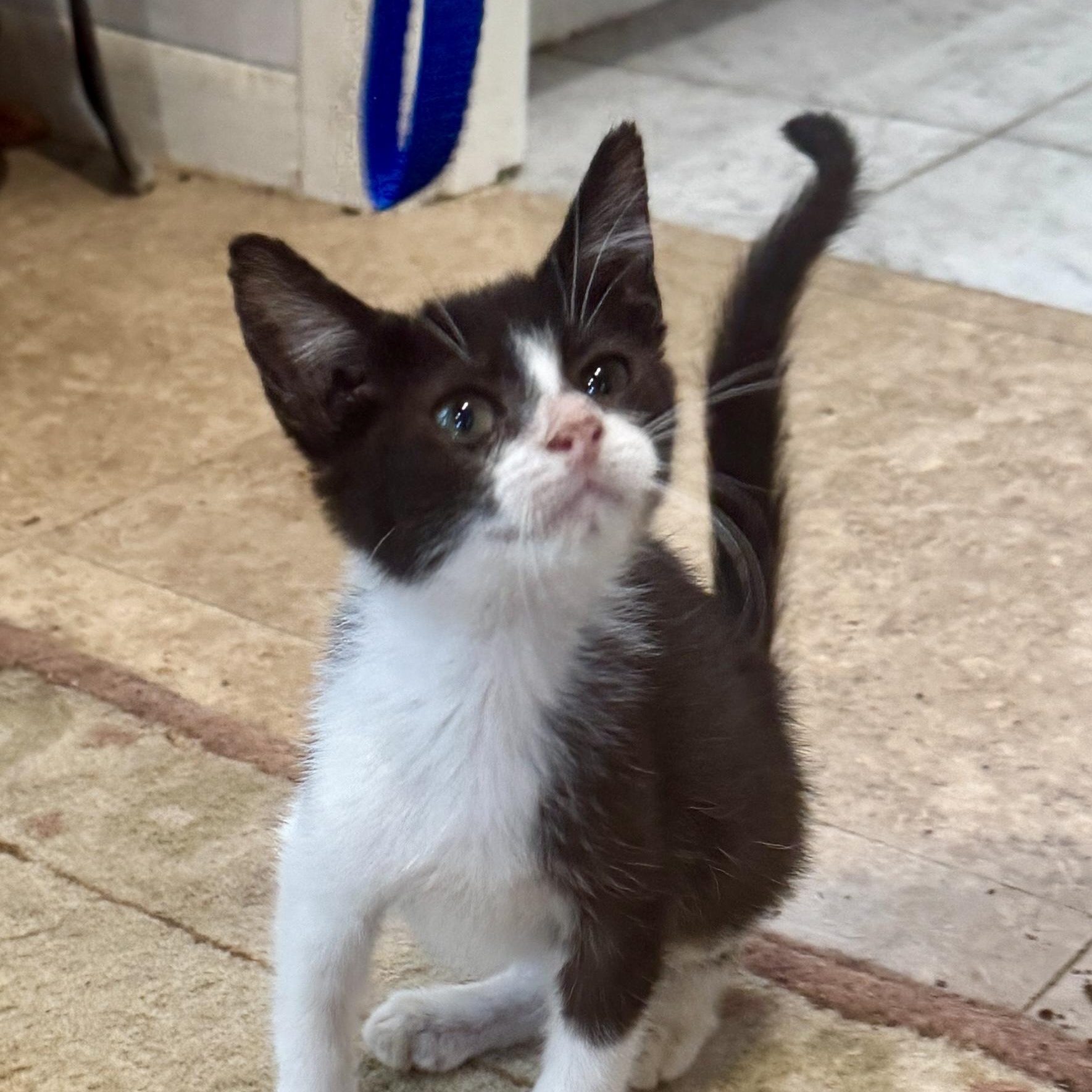 Winks, a Adoptable Domestic Short Hair in Houston, TX image 4/5