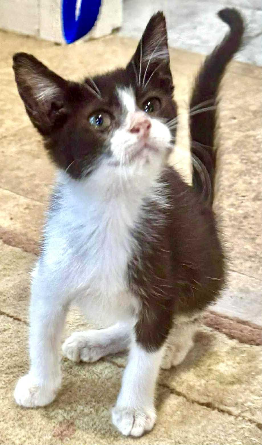 Enlarge Winks (The Heart-Stealer), a Adoptable Domestic Short Hair in Houston, TX image 4/6