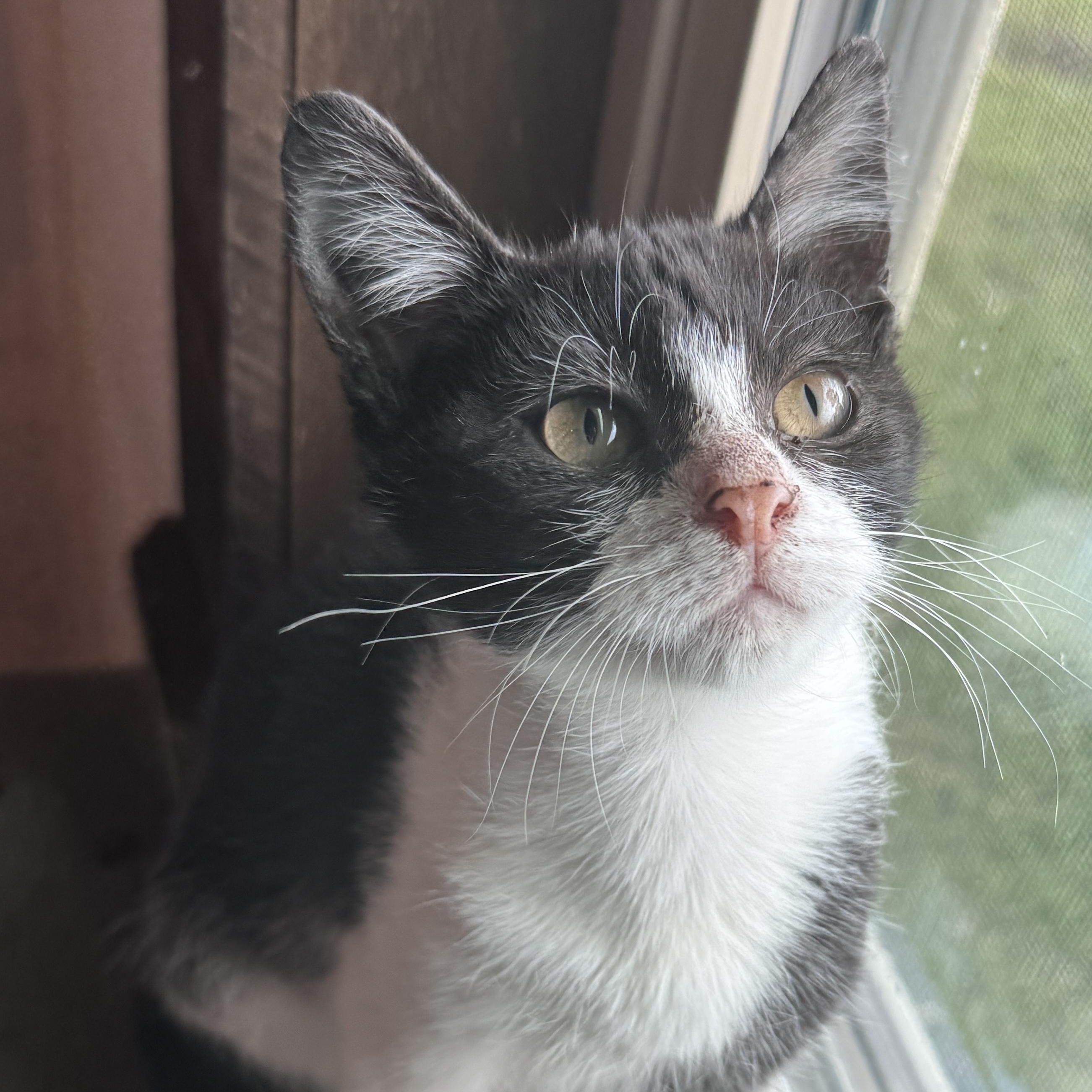 Winks, a Adoptable Domestic Short Hair in Houston, TX image 2/5