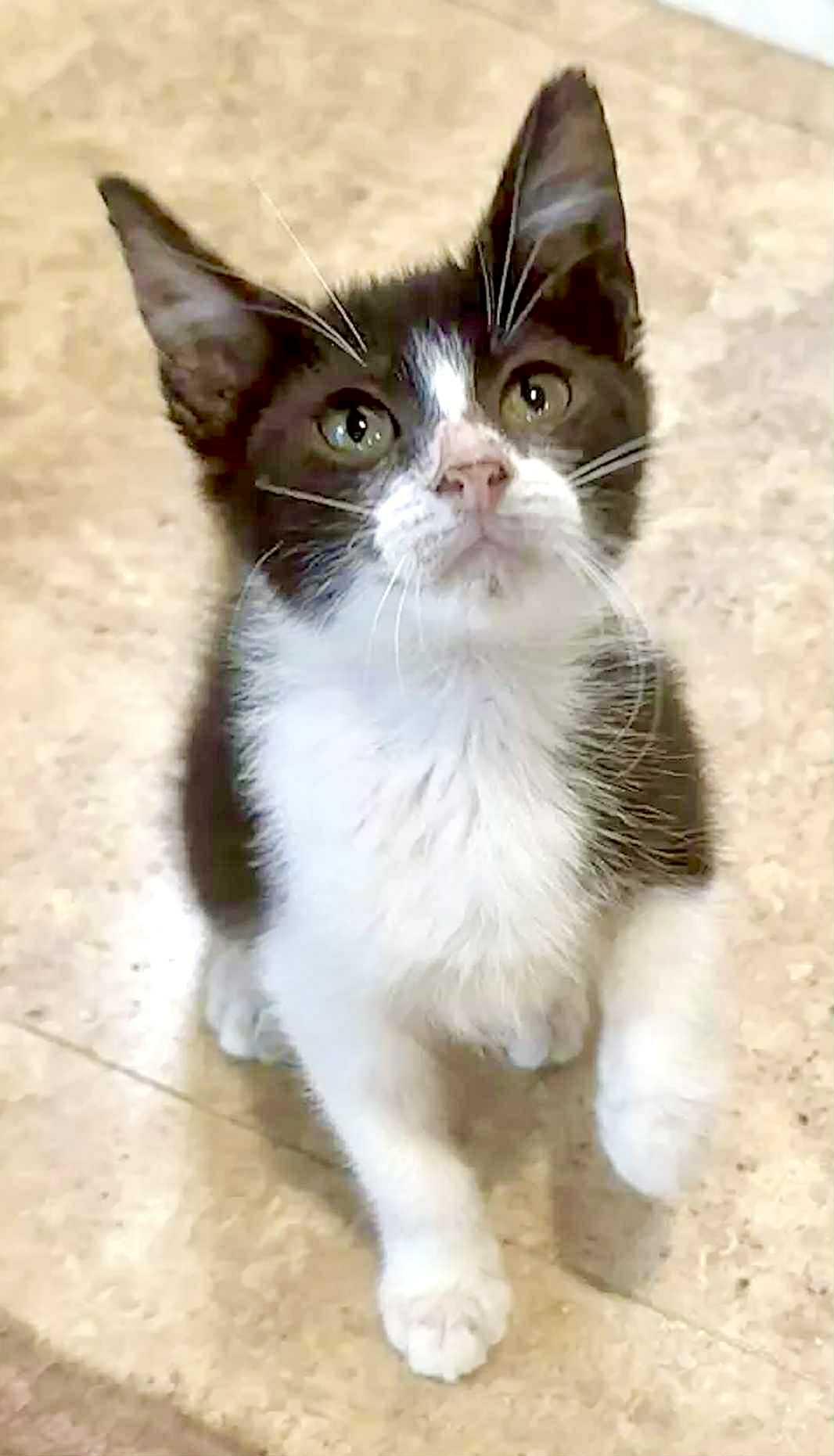 Enlarge Winks (The Heart-Stealer), a Adoptable Domestic Short Hair in Houston, TX image 3/6