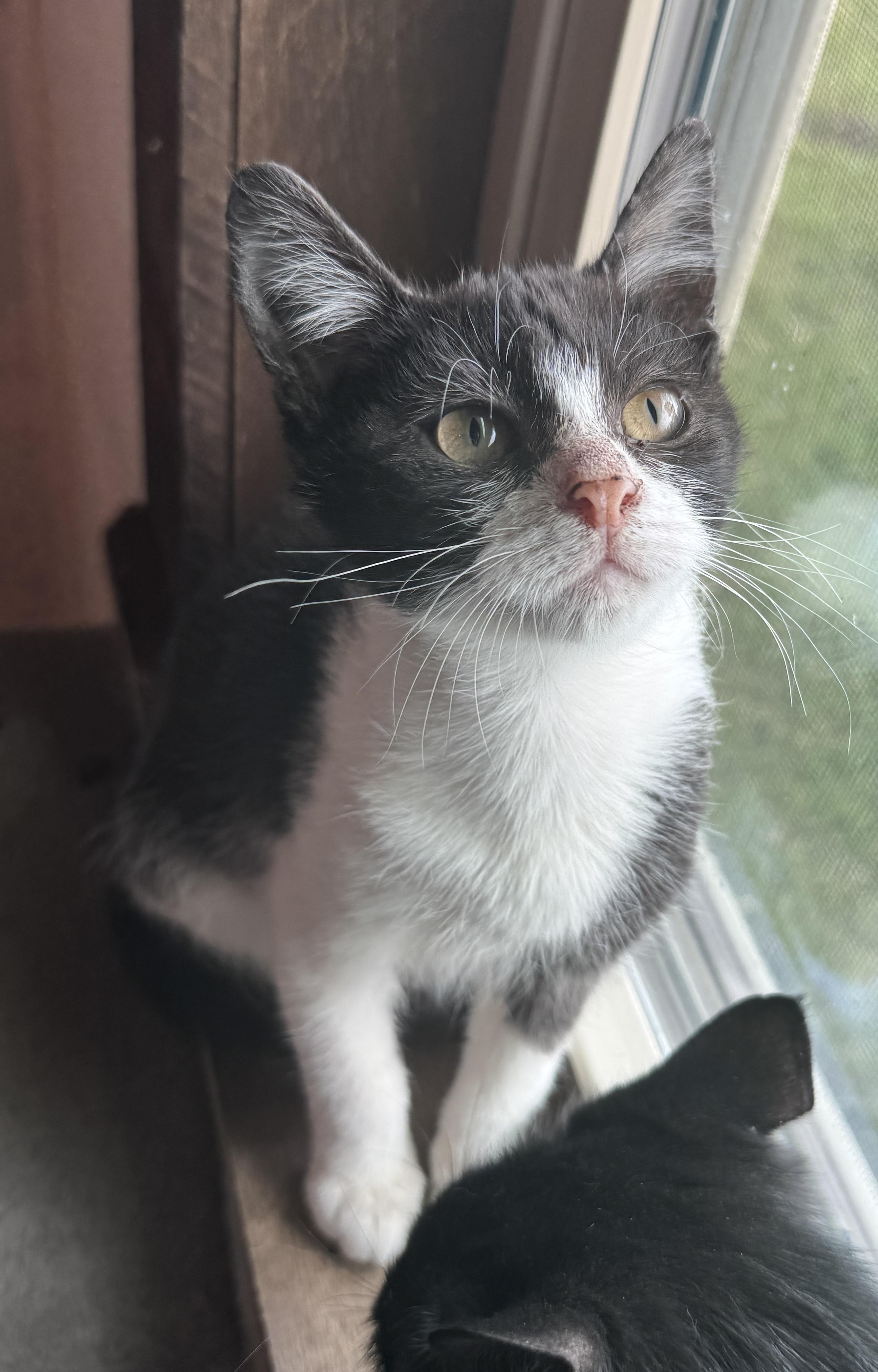 Enlarge Winks (The Heart-Stealer), a Adoptable Domestic Short Hair in Houston, TX image 5/6