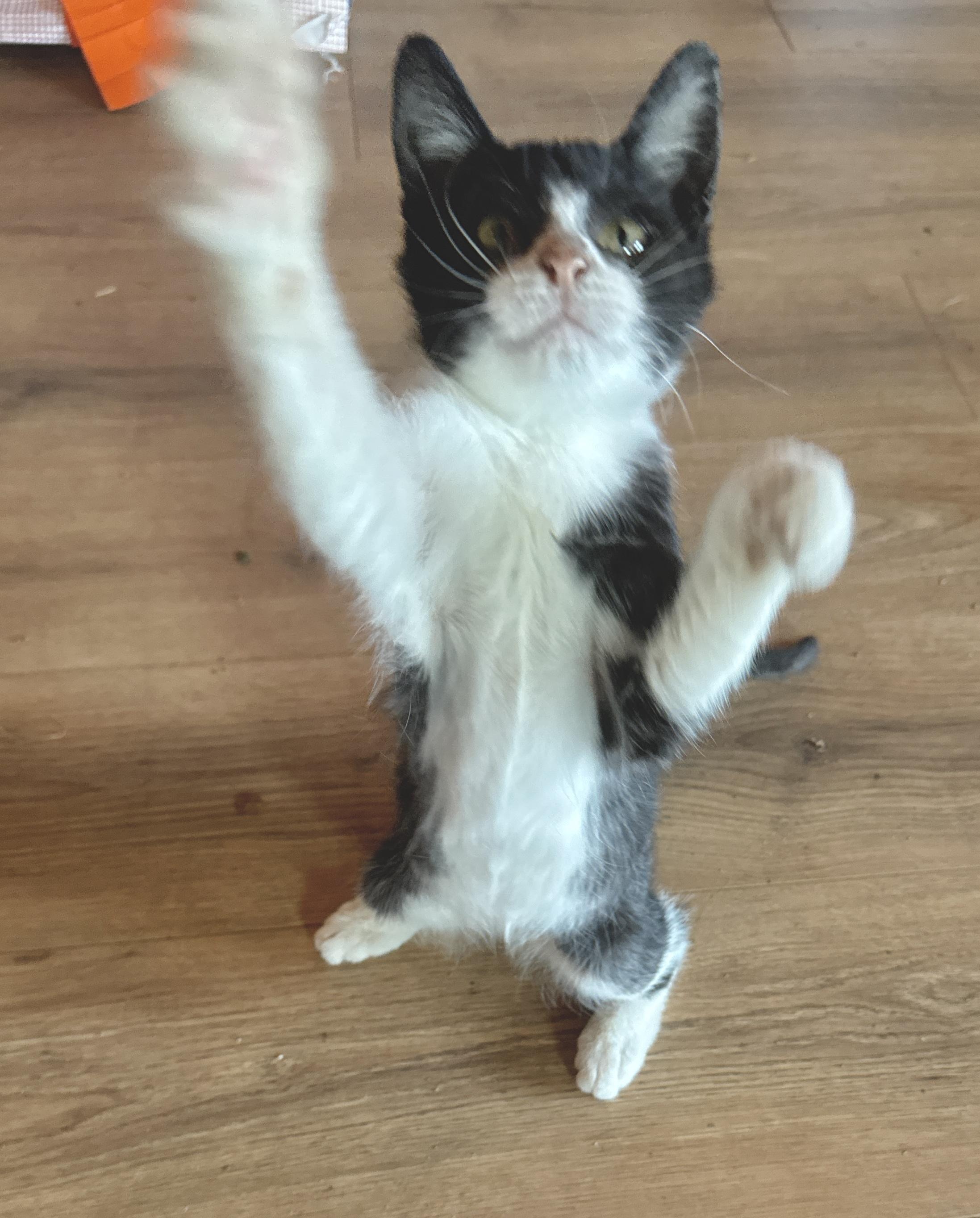 Enlarge Winks (The Heart-Stealer), a Adoptable Domestic Short Hair in Houston, TX image 6/6