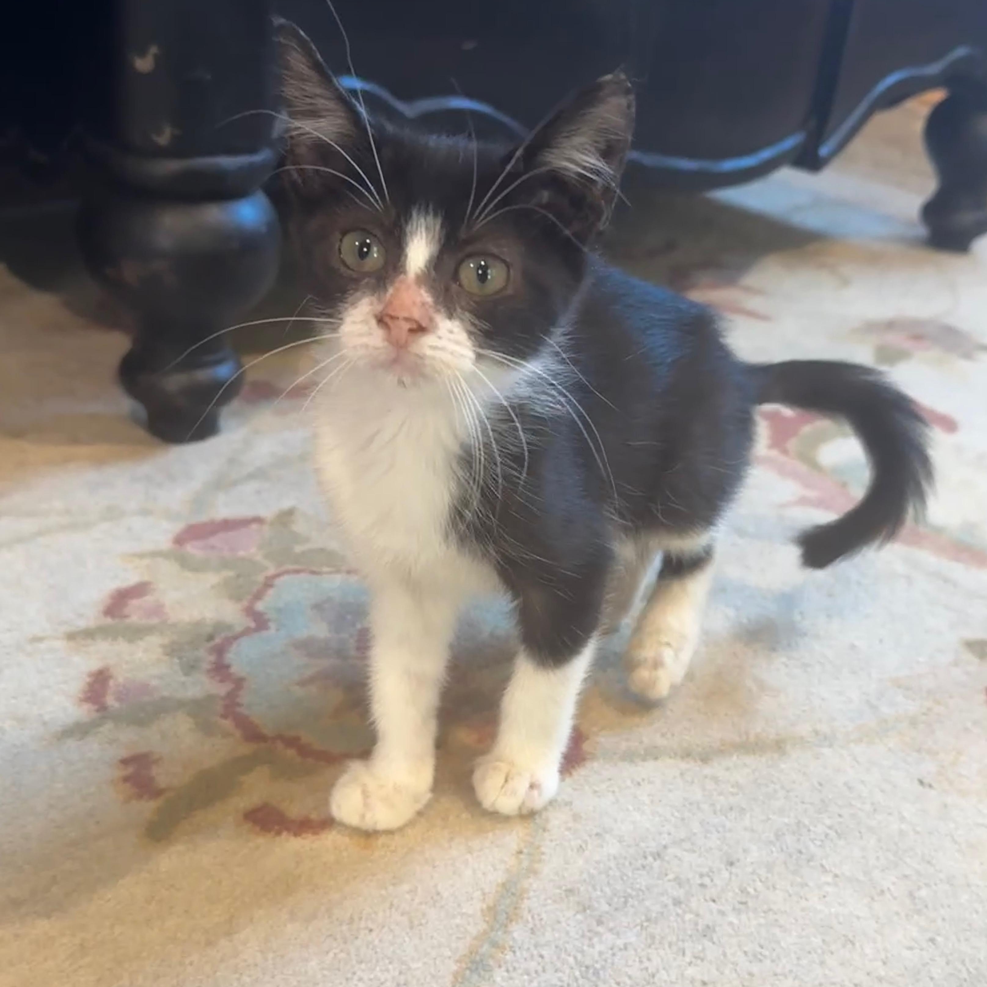 Winks, Adoptable, Kitten Female Domestic Short Hair.