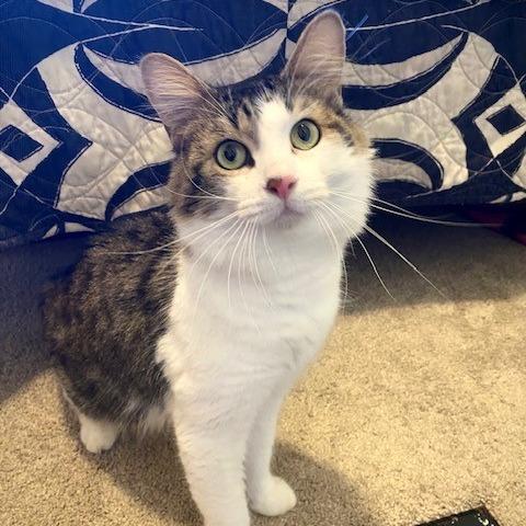 Enlarge Logan - in Foster, a Adoptable Domestic Long Hair in Grand Rapids, MI image 1/4