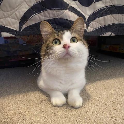 Enlarge Logan - in Foster, a Adoptable Domestic Long Hair in Grand Rapids, MI image 2/4
