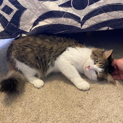 Enlarge Logan - in Foster, a Adoptable Domestic Long Hair in Grand Rapids, MI image 3/4
