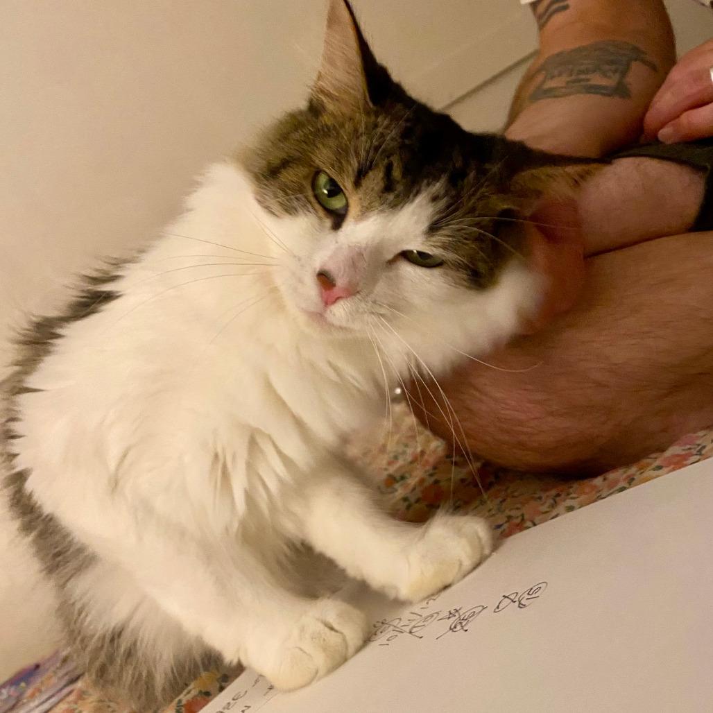 Enlarge Logan - in Foster, a Adoptable Domestic Long Hair in Grand Rapids, MI image 5/6