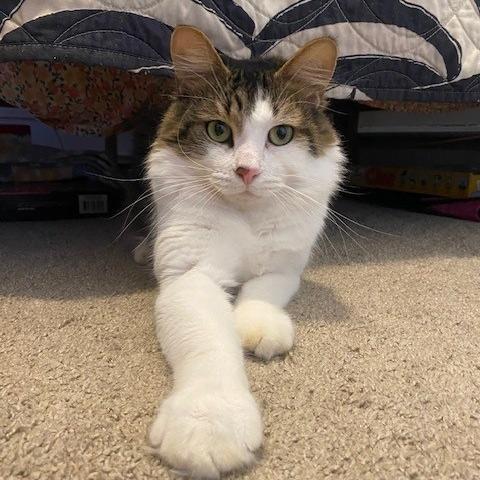 Enlarge Logan - in Foster, a Adoptable Domestic Long Hair in Grand Rapids, MI image 4/4