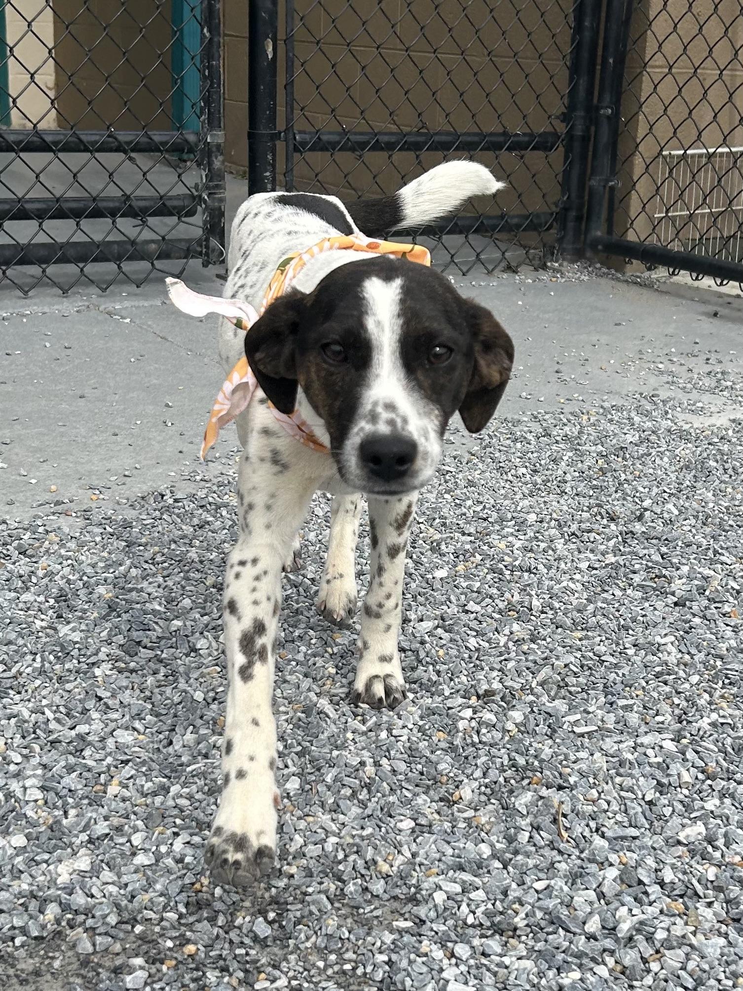 Fonta, a ADOPTABLE mixed breed in Marion, NC image 2/2