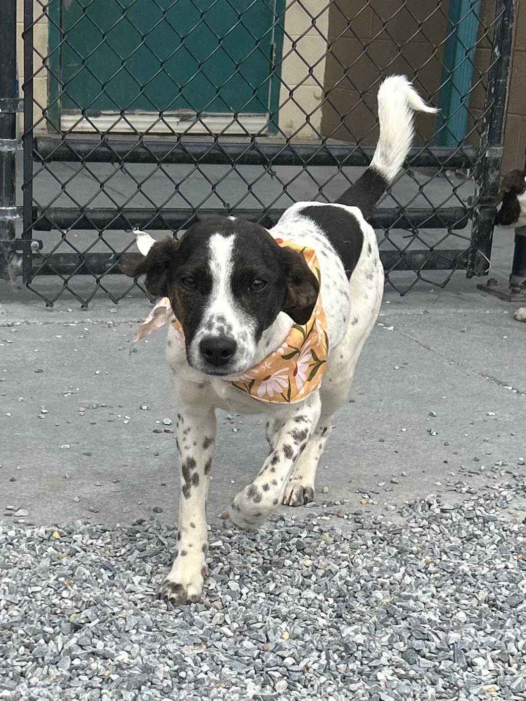 Fonta, a ADOPTABLE mixed breed in Marion, NC image 1/2