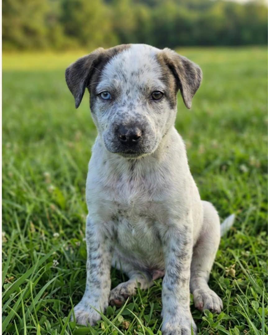 Enlarge Ranger, a Adoptable mixed breed in Barnhart, MO image 1/1