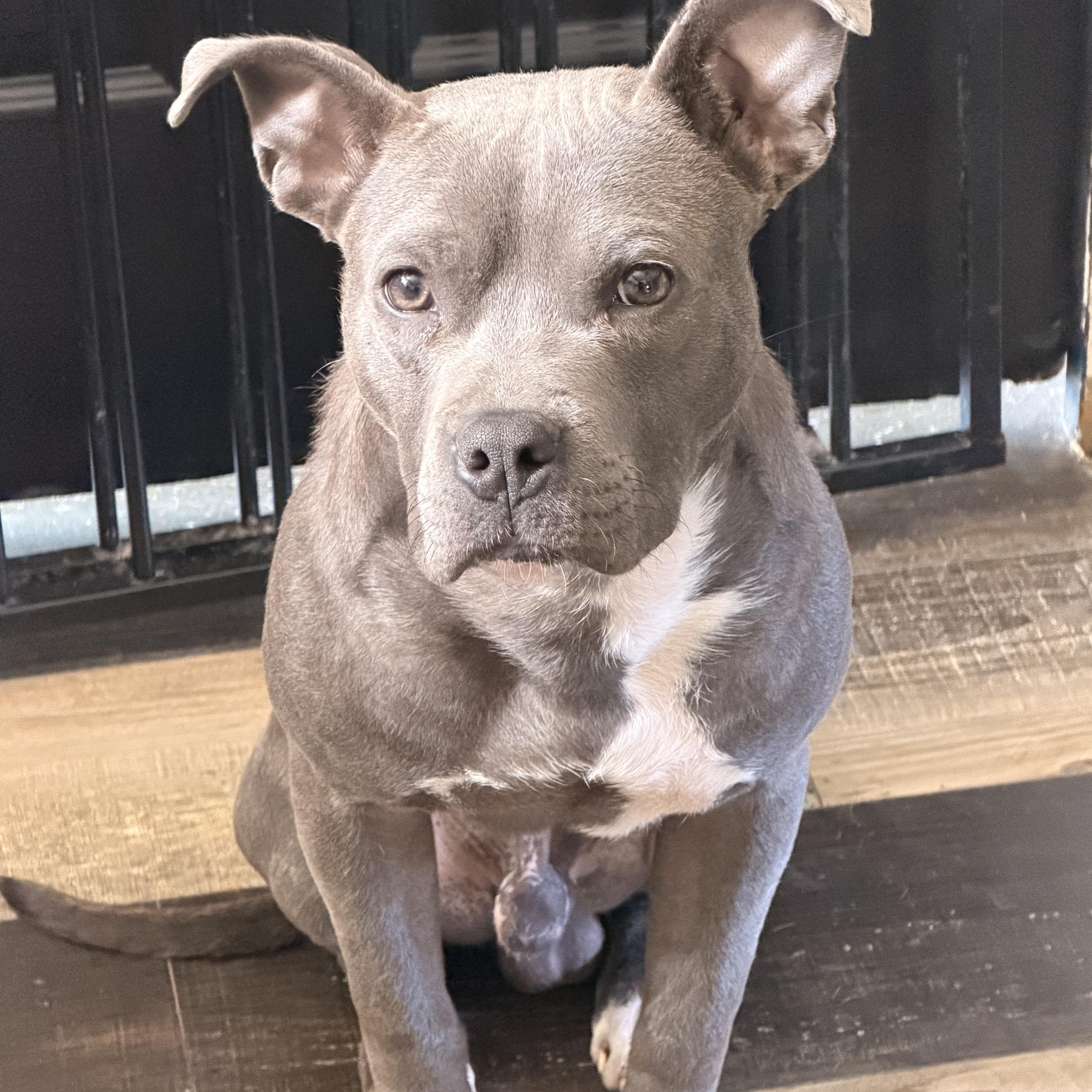 Enlarge Chance, a ADOPTABLE mixed breed in Wilmington, IL image 3/6