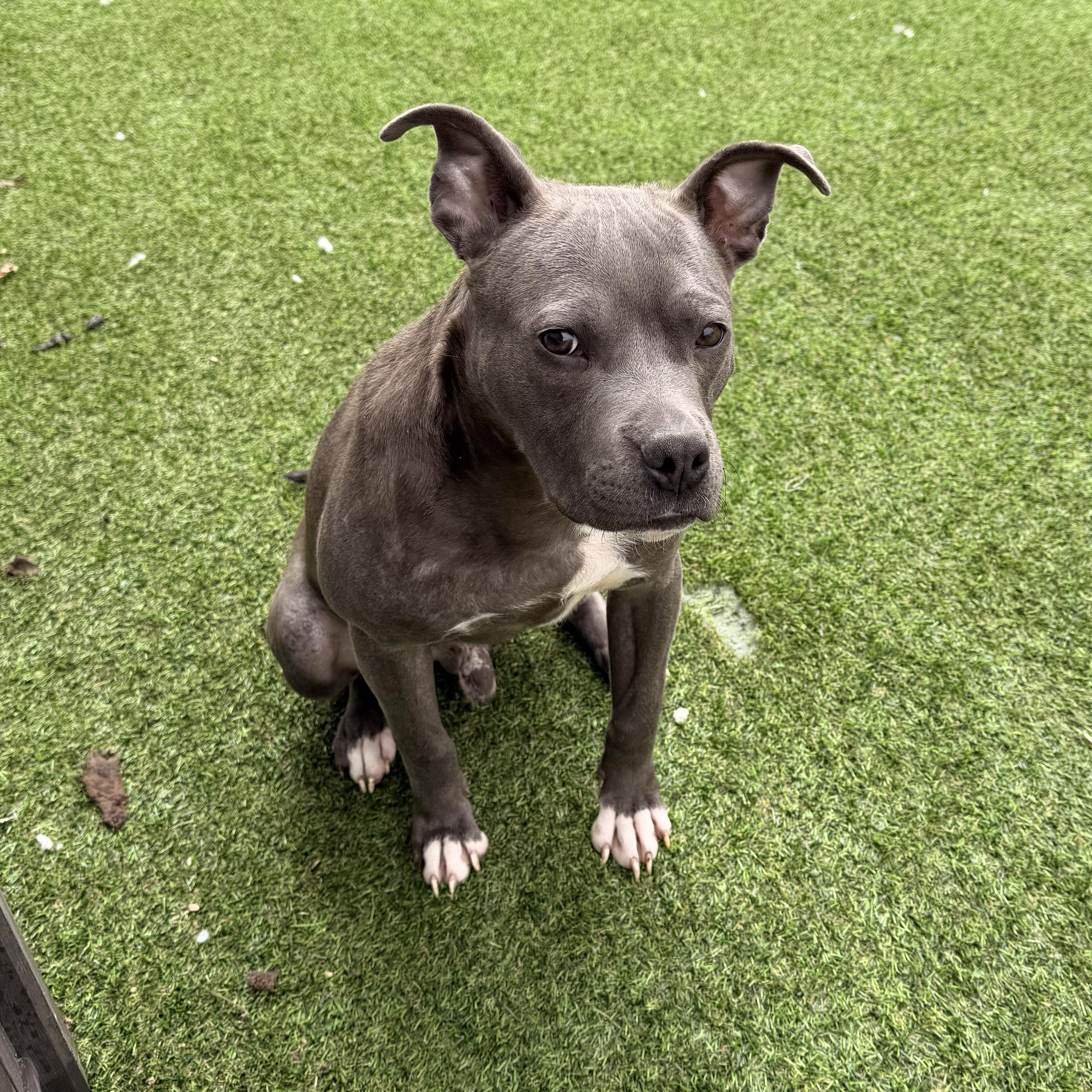 Enlarge Chance, a ADOPTABLE mixed breed in Wilmington, IL image 4/5