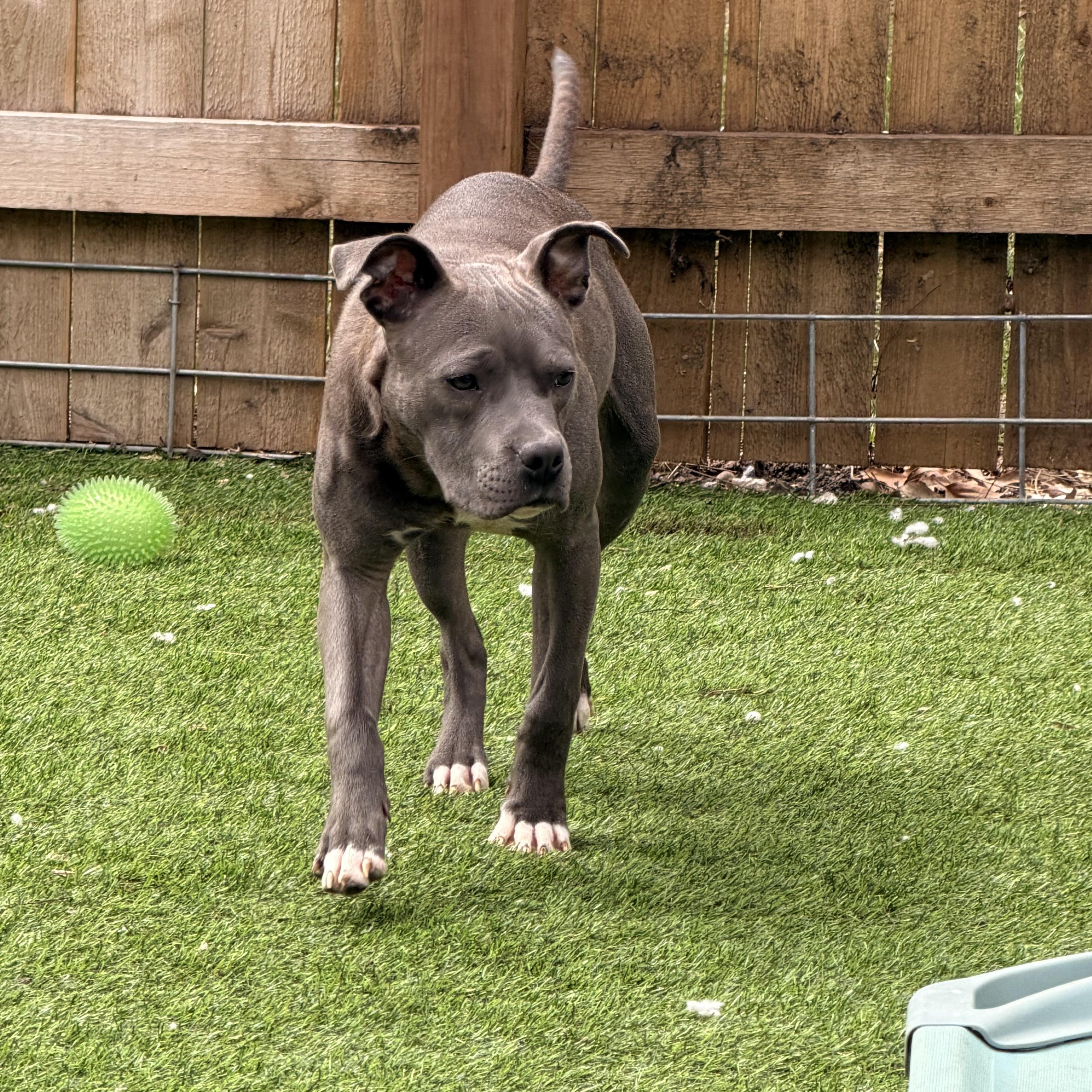 Enlarge Chance, a ADOPTABLE mixed breed in Wilmington, IL image 2/5