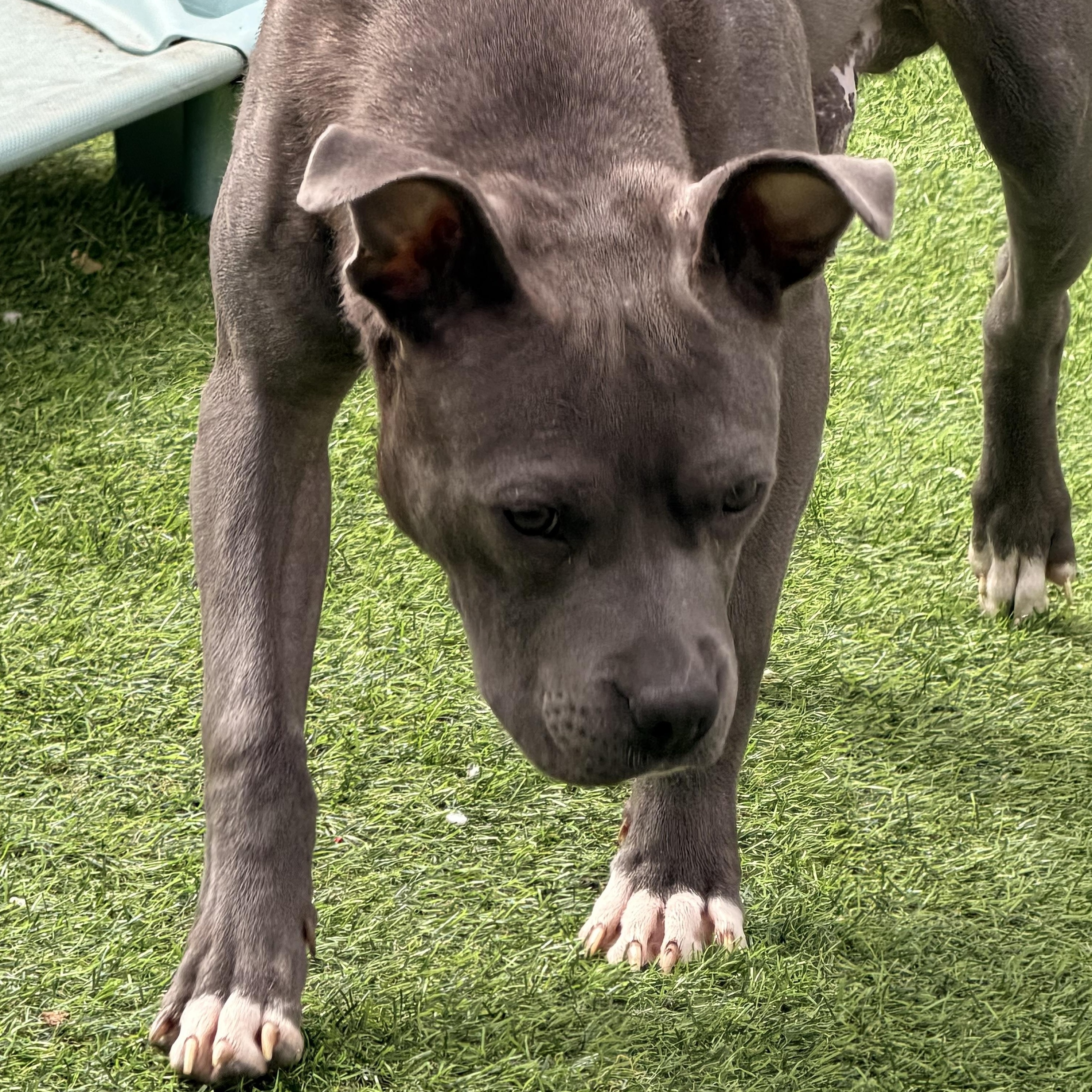 Enlarge Chance, a ADOPTABLE mixed breed in Wilmington, IL image 5/5