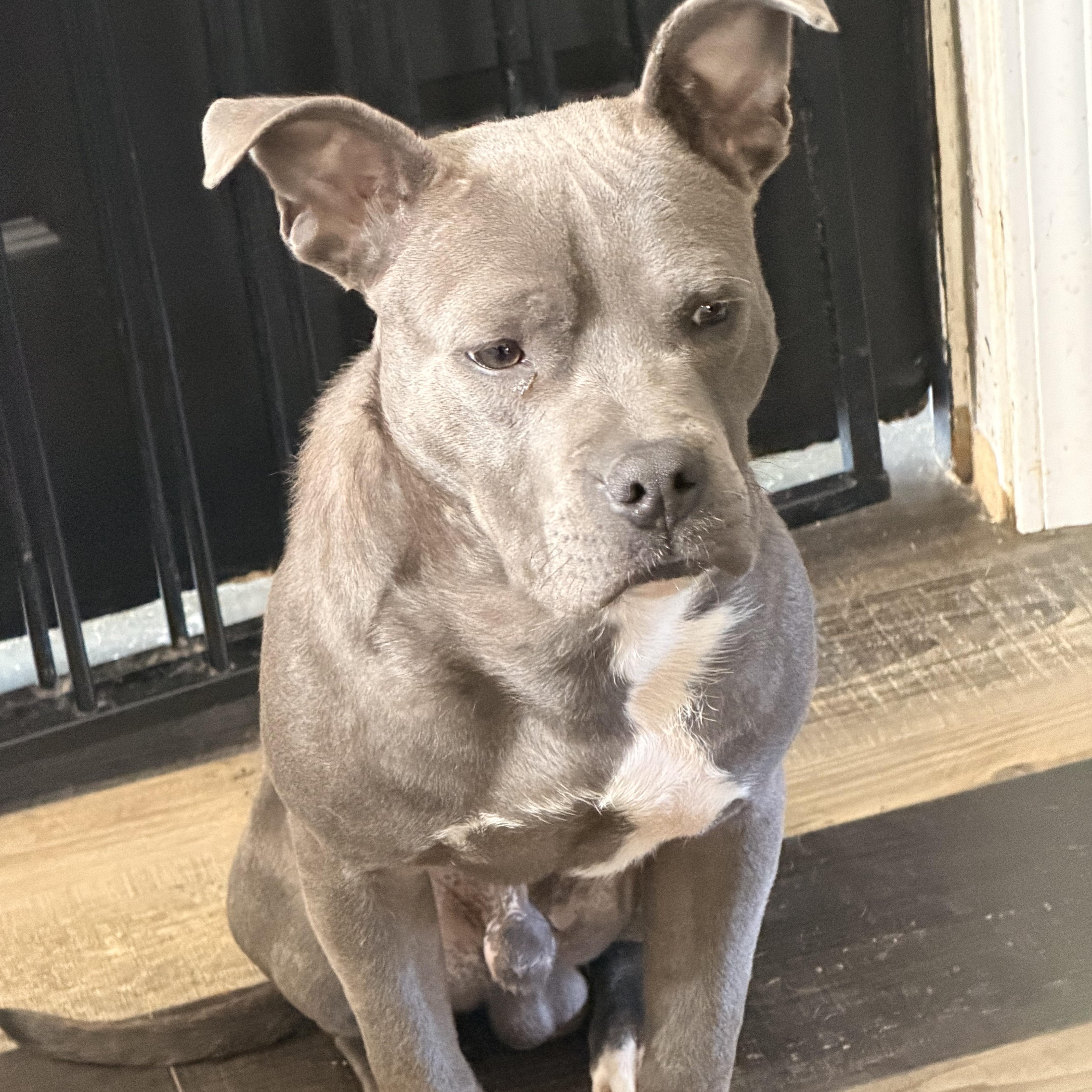 Chance, ADOPTABLE, Young Male American Staffordshire Terrier.