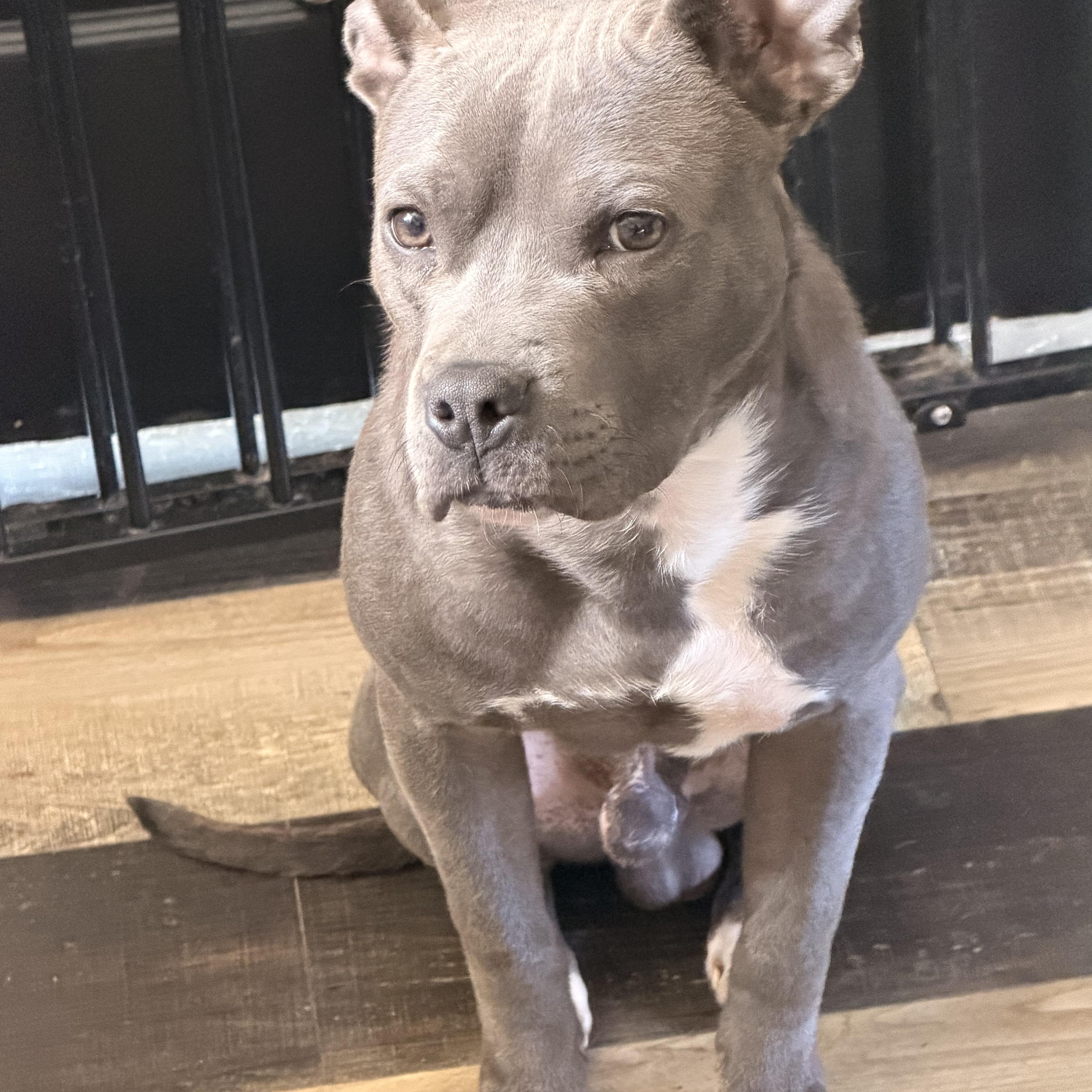 Enlarge Chance, a ADOPTABLE mixed breed in Wilmington, IL image 2/6