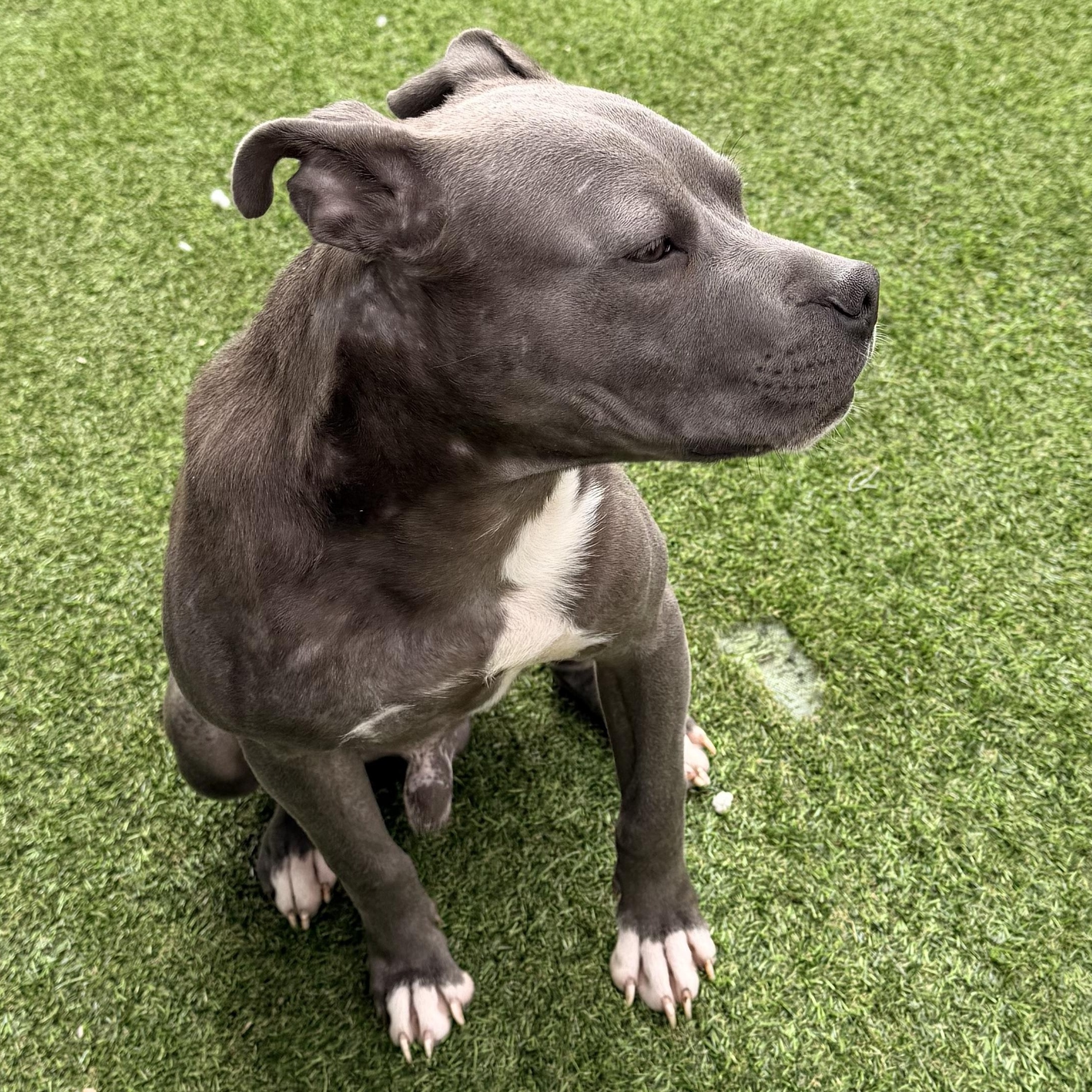 Enlarge Chance, a ADOPTABLE mixed breed in Wilmington, IL image 3/5