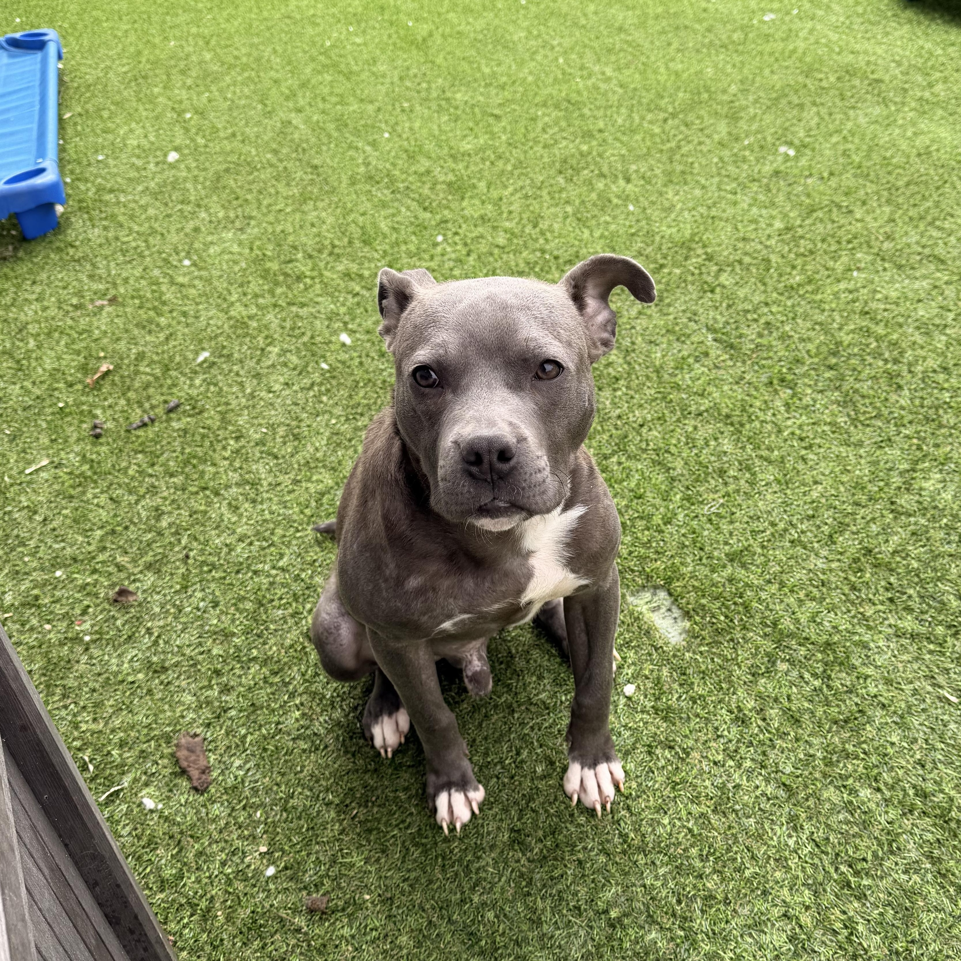 Enlarge Chance, a ADOPTABLE mixed breed in Wilmington, IL image 1/5