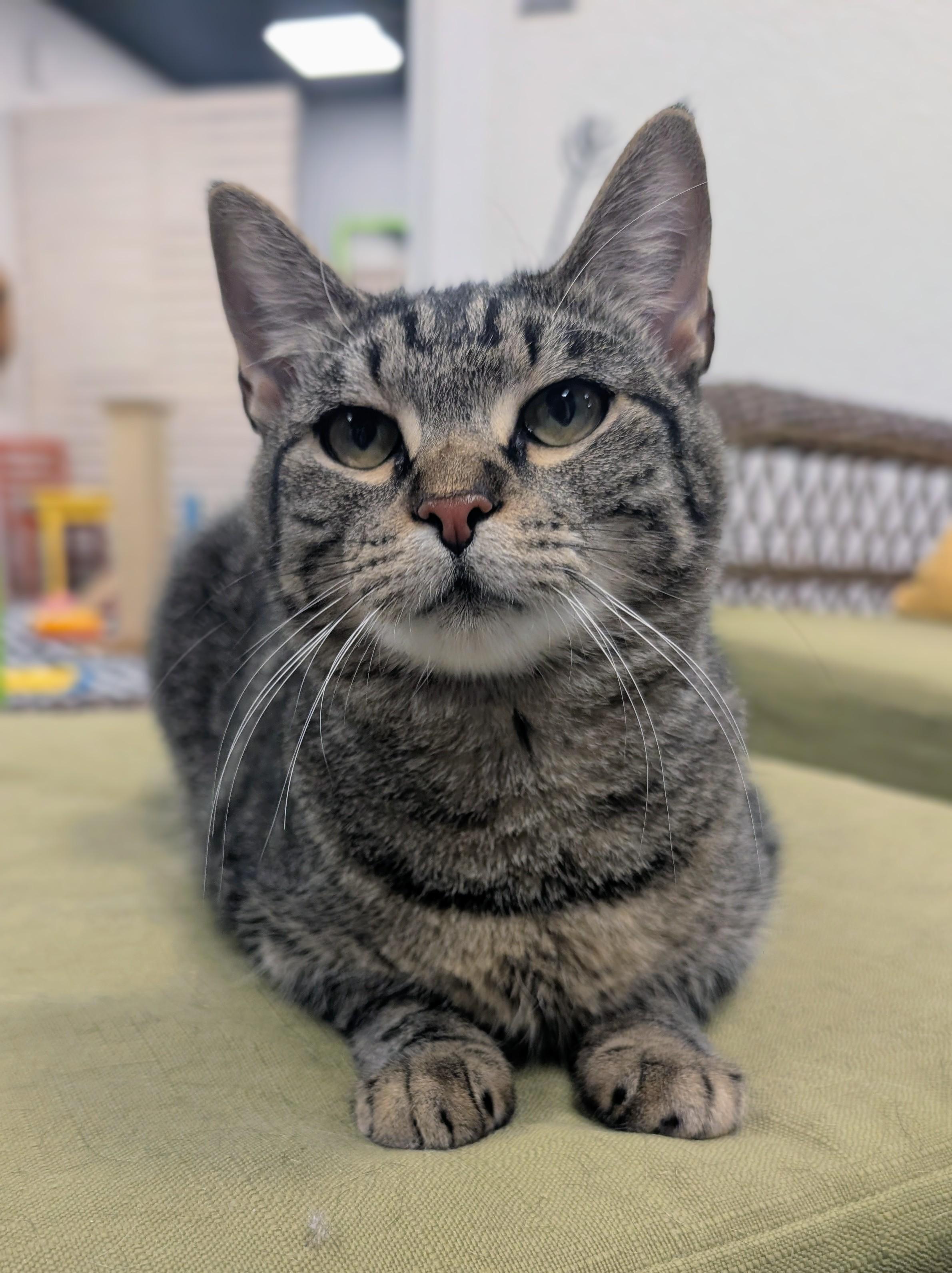 Enlarge Issaqueena, a ADOPTABLE Domestic Short Hair in Oldsmar, FL image 2/3