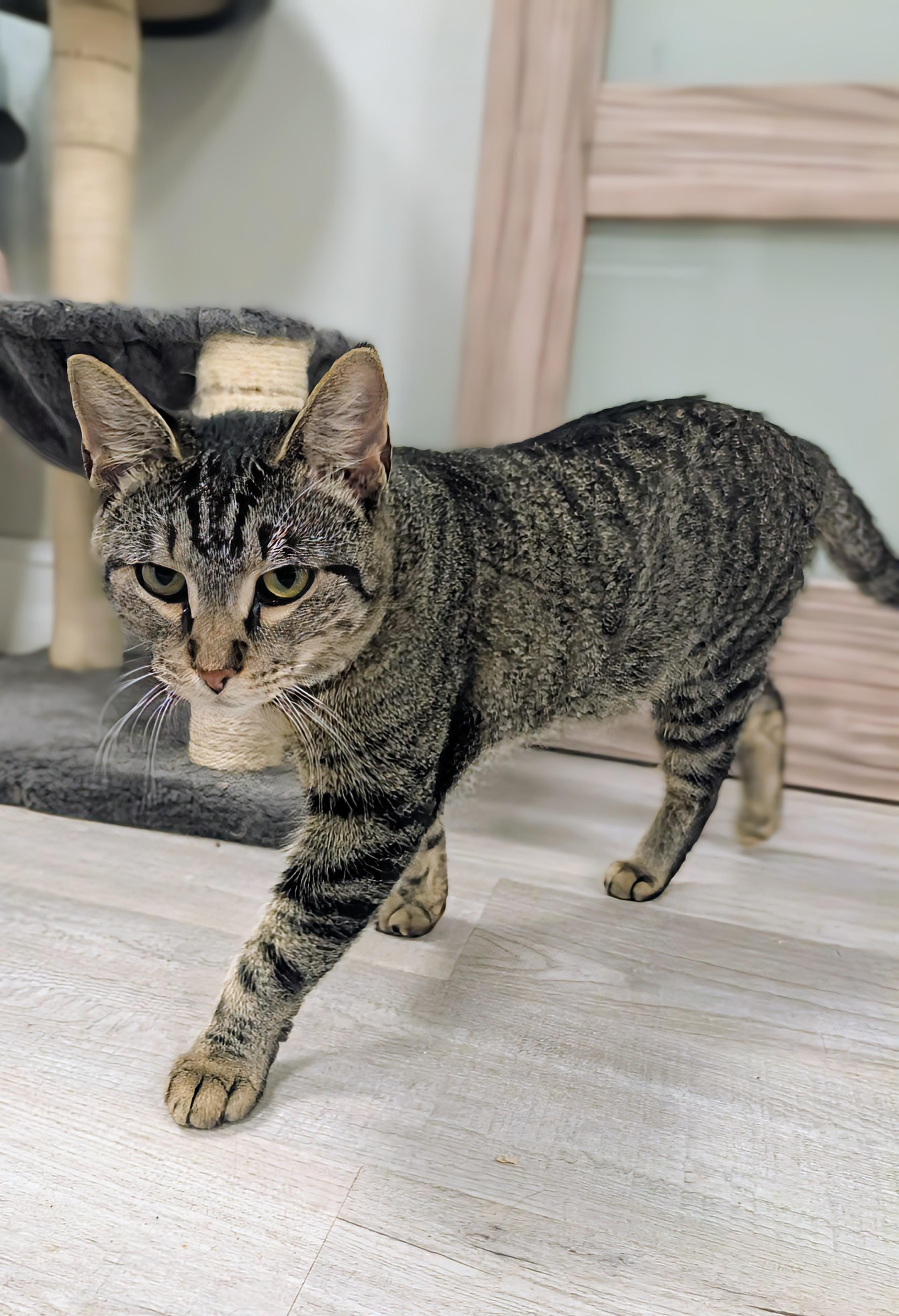 Enlarge Issaqueena, a ADOPTABLE Domestic Short Hair in Oldsmar, FL image 3/3