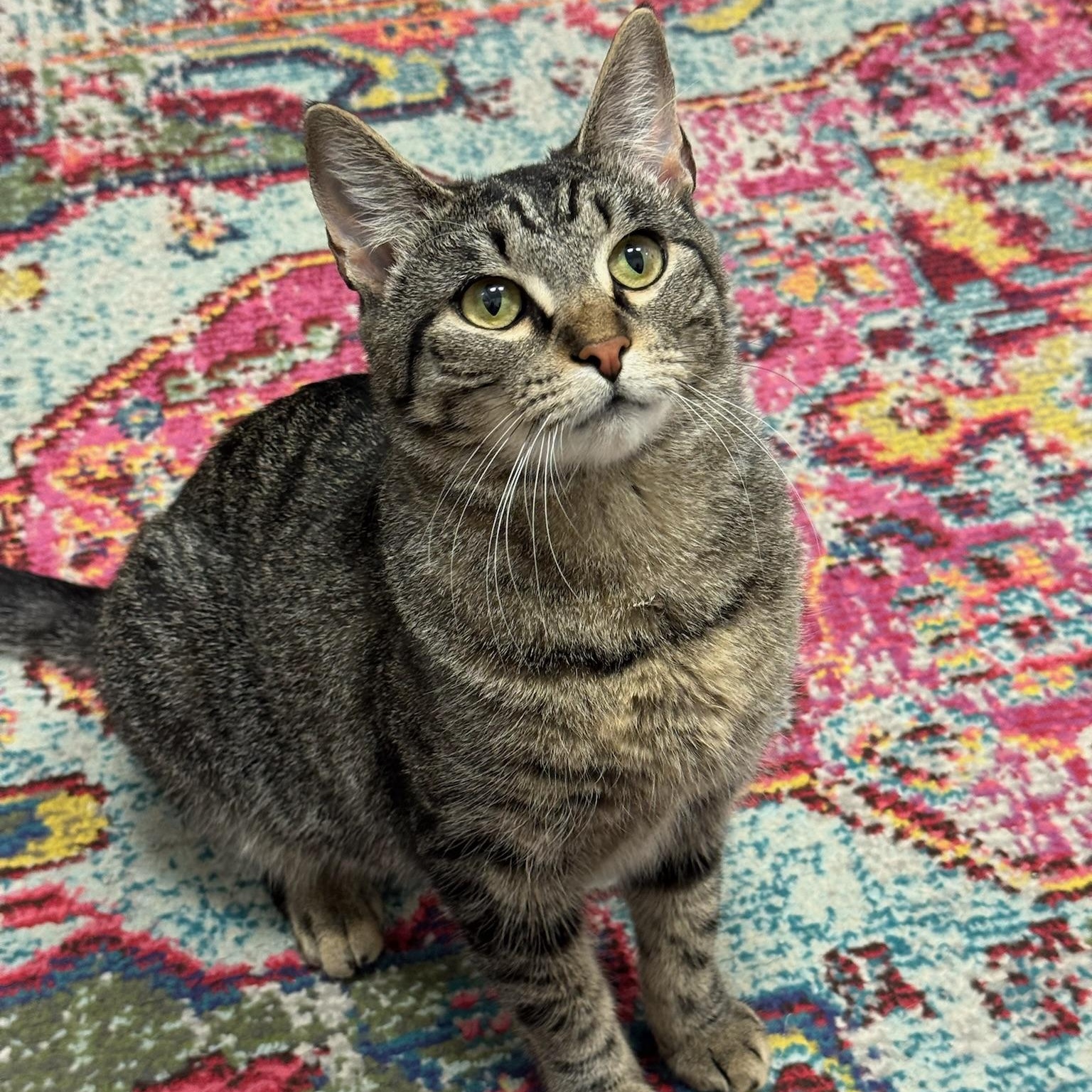 Issaqueena, ADOPTABLE, Kitten Female Domestic Short Hair.