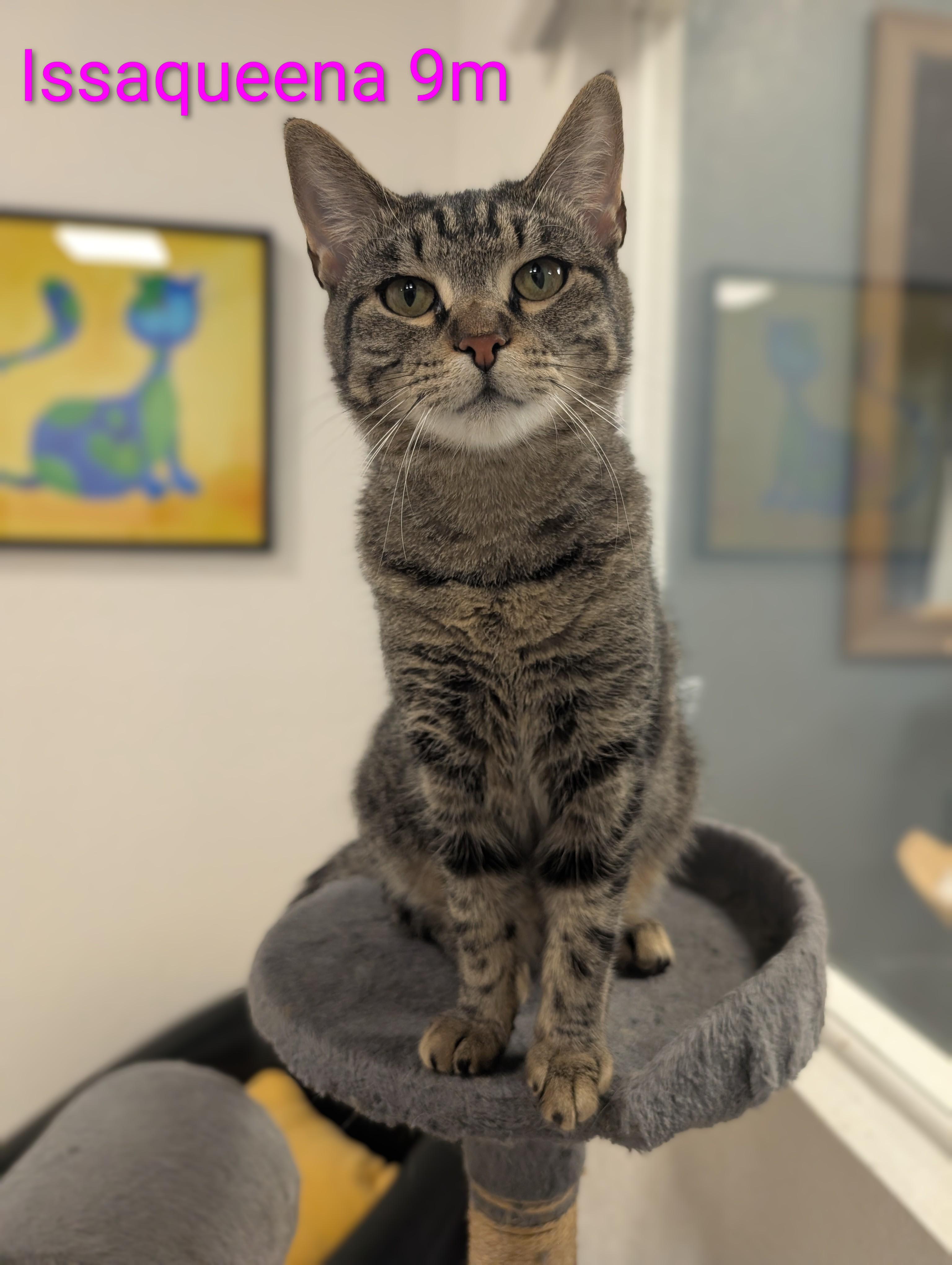 Enlarge Issaqueena, a ADOPTABLE Domestic Short Hair in Oldsmar, FL image 1/3