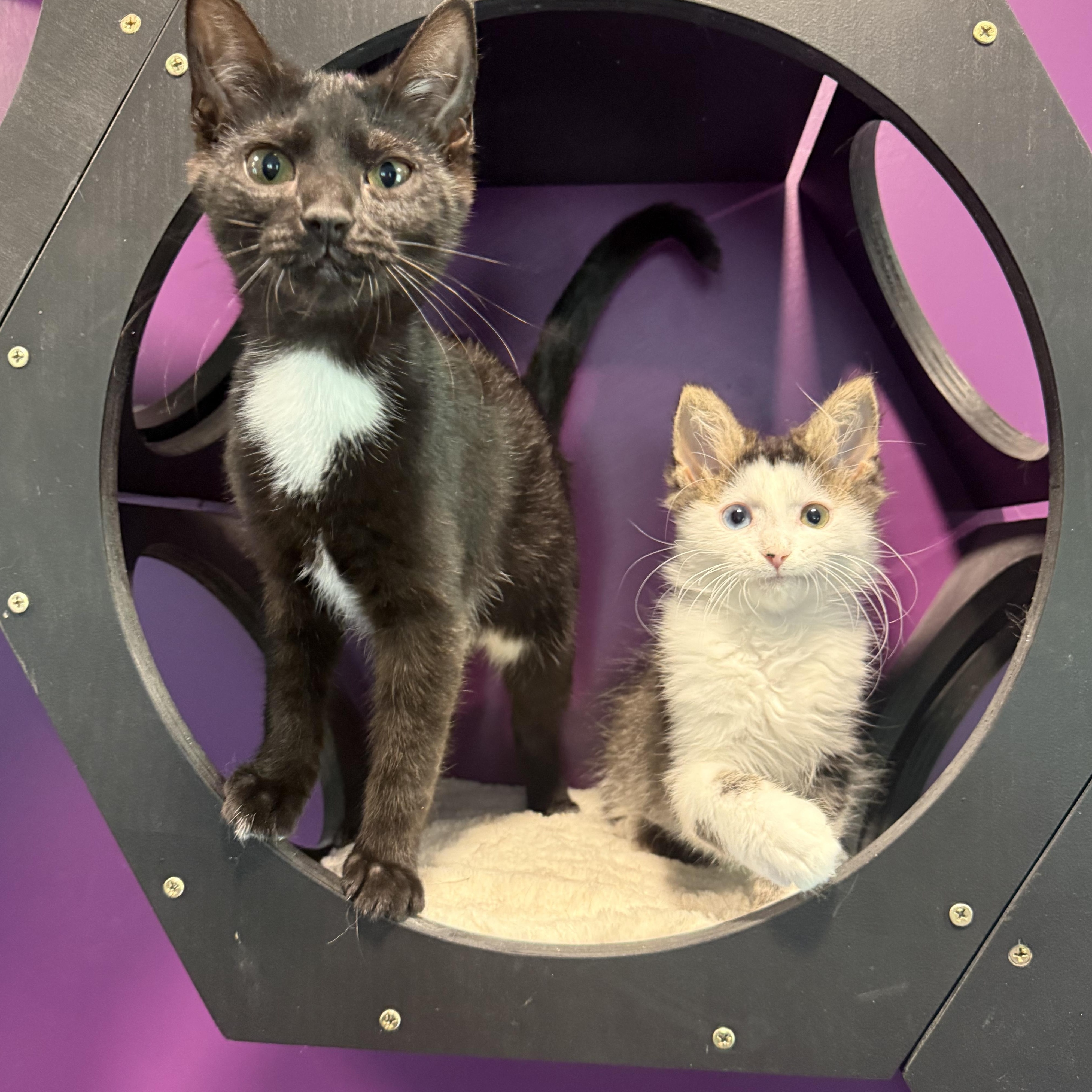 Husky & Ophelia, a ADOPTABLE Domestic Medium Hair in Frewsburg, NY image 1/3