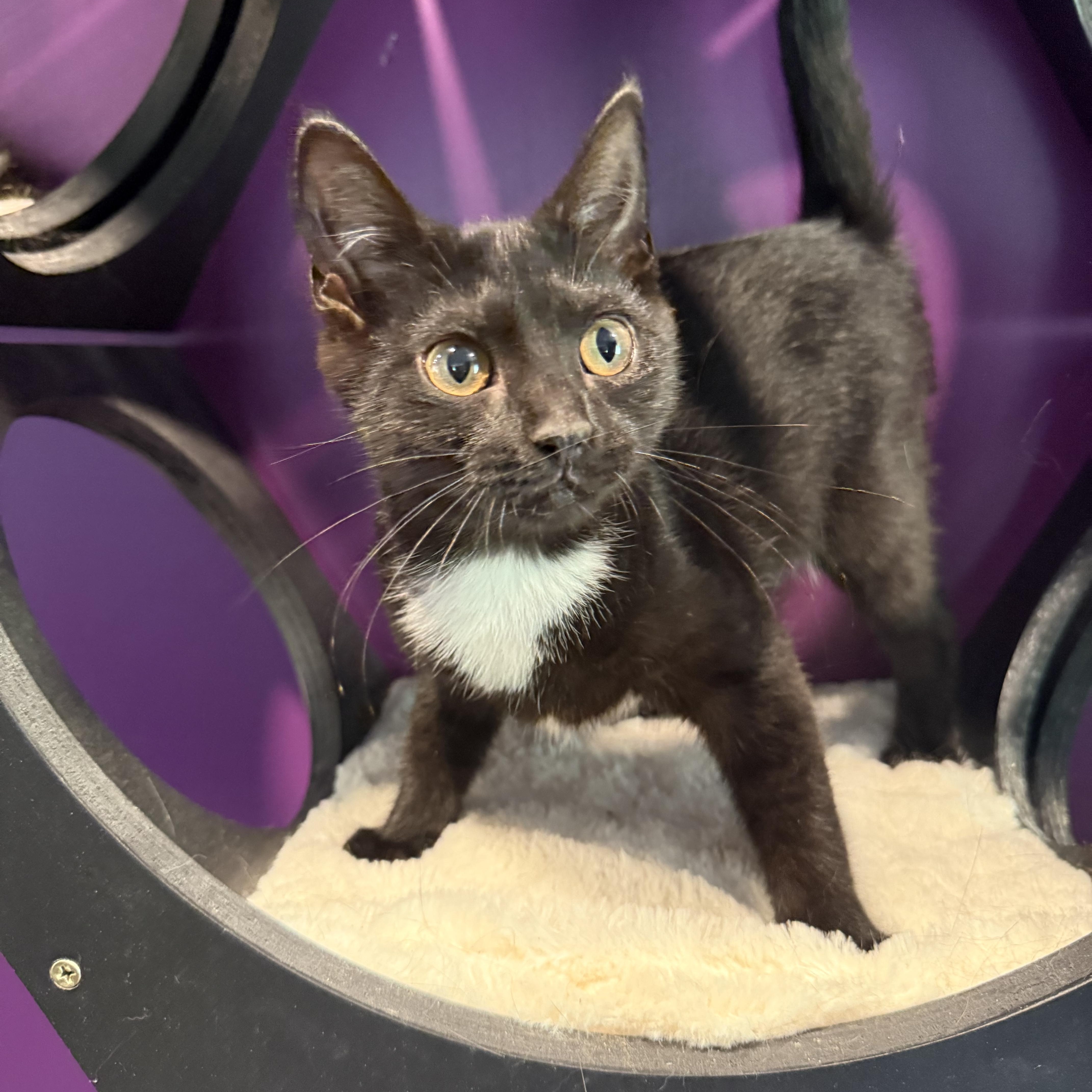 Husky & Ophelia, a ADOPTABLE Domestic Medium Hair in Frewsburg, NY image 2/3