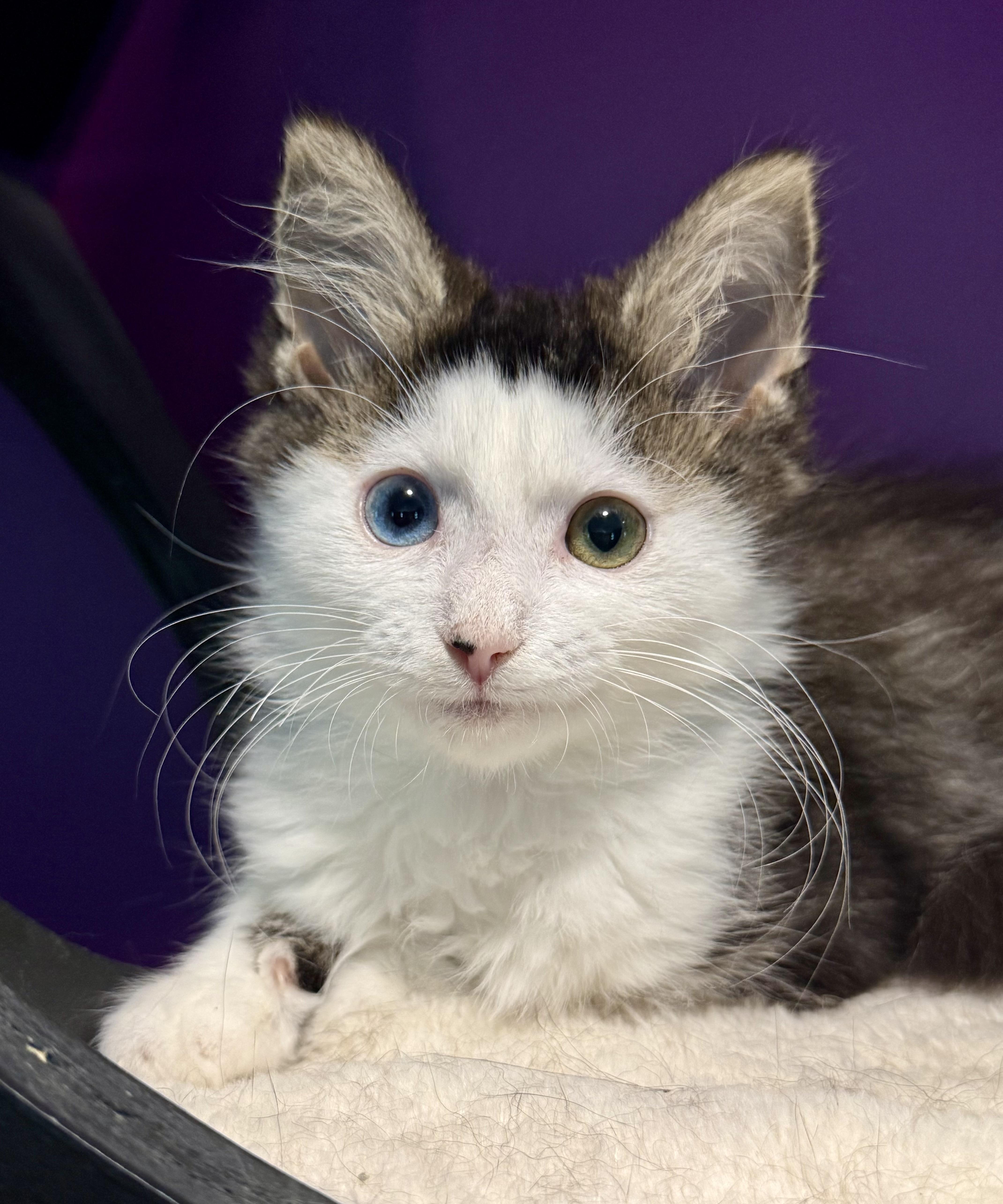 Husky & Ophelia, a ADOPTABLE Domestic Medium Hair in Frewsburg, NY image 3/3