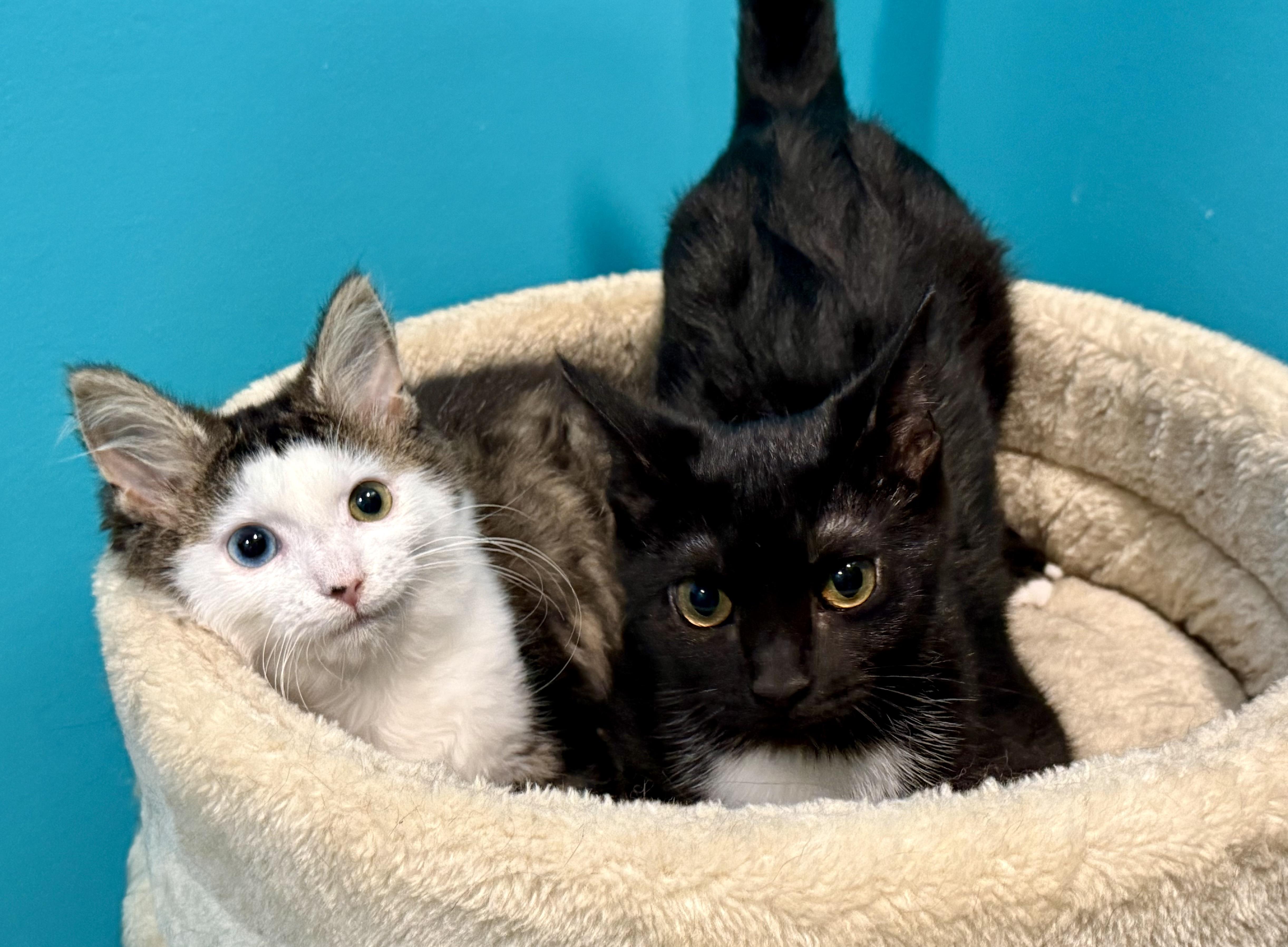 Enlarge Husky & Ophelia (BFF Package deal), a Adoptable Domestic Medium Hair in Frewsburg, NY image 5/5