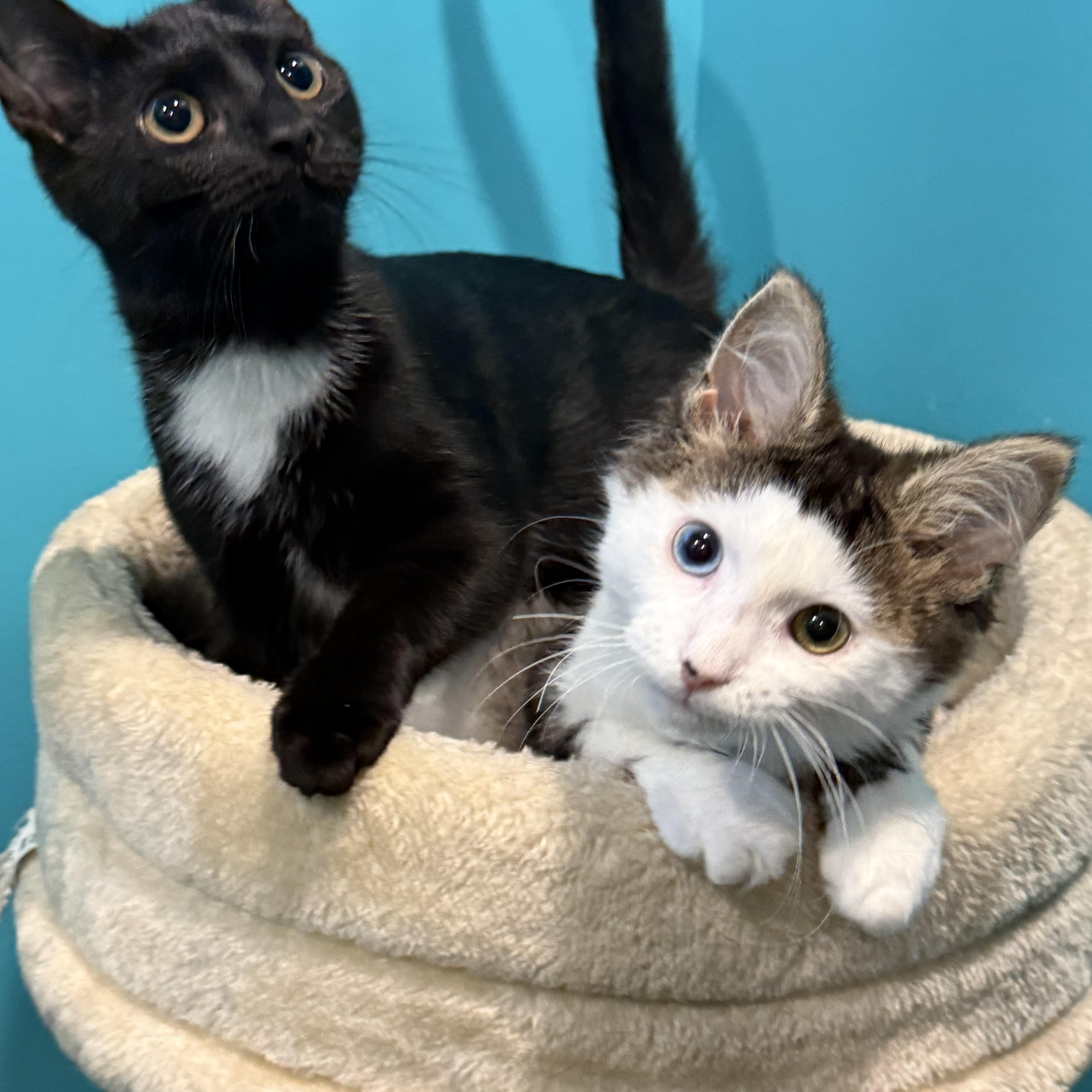 Husky & Ophelia (BFF Package deal), Adoptable, Kitten Female Domestic Medium Hair.