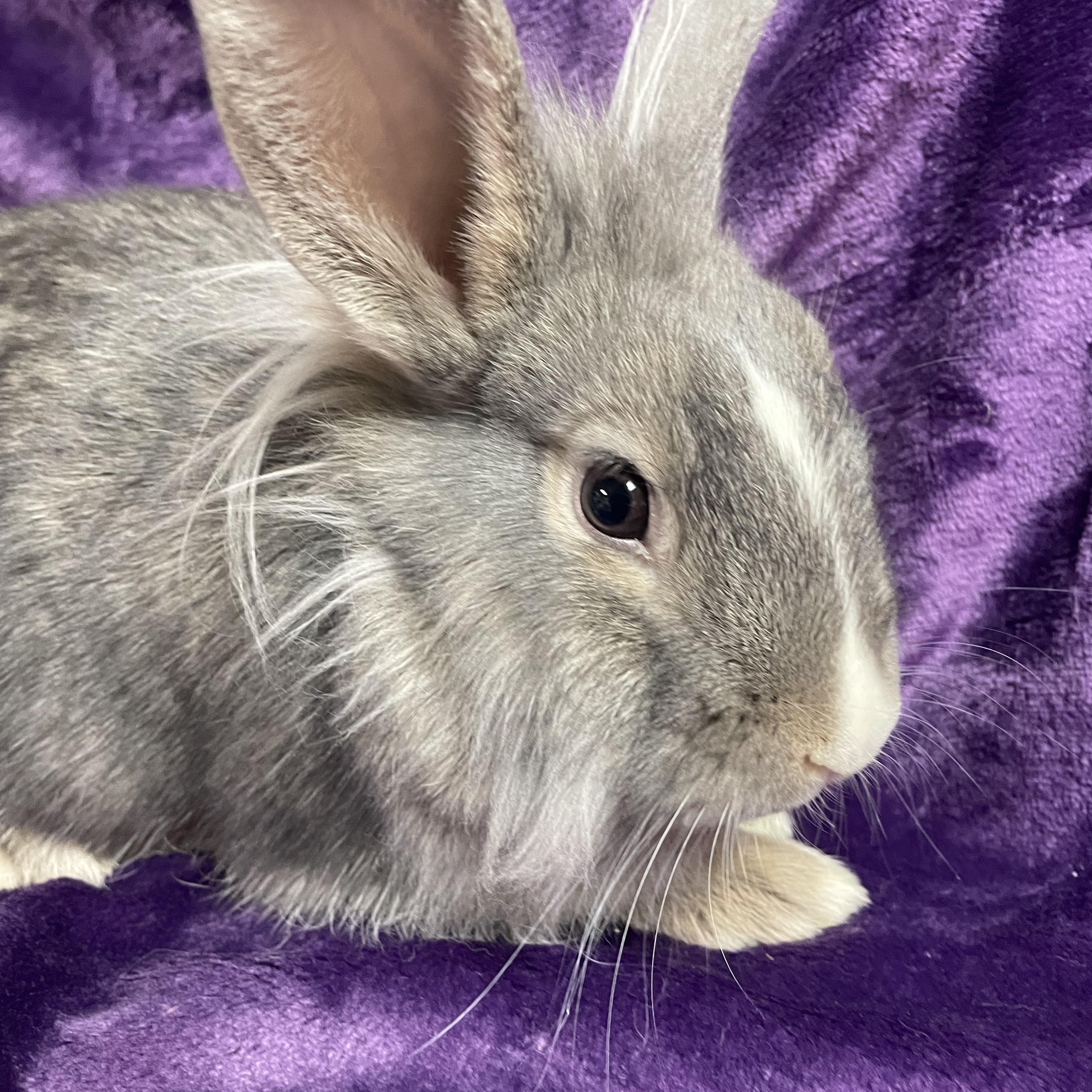 Phee: video!!, a Adoptable Lionhead in Edinburg, PA image 3/6