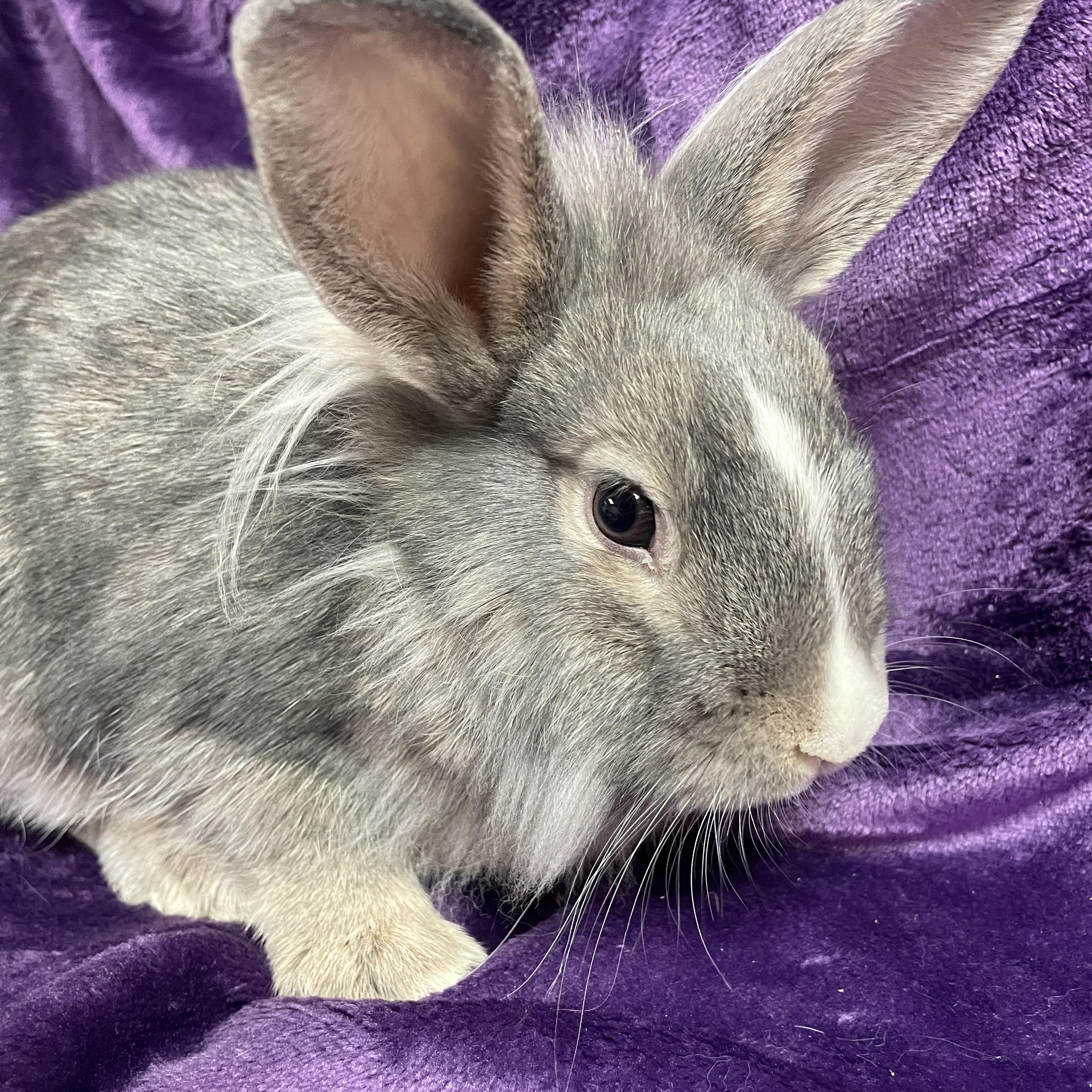 Phee: video!!, a Adoptable Lionhead in Edinburg, PA image 5/6