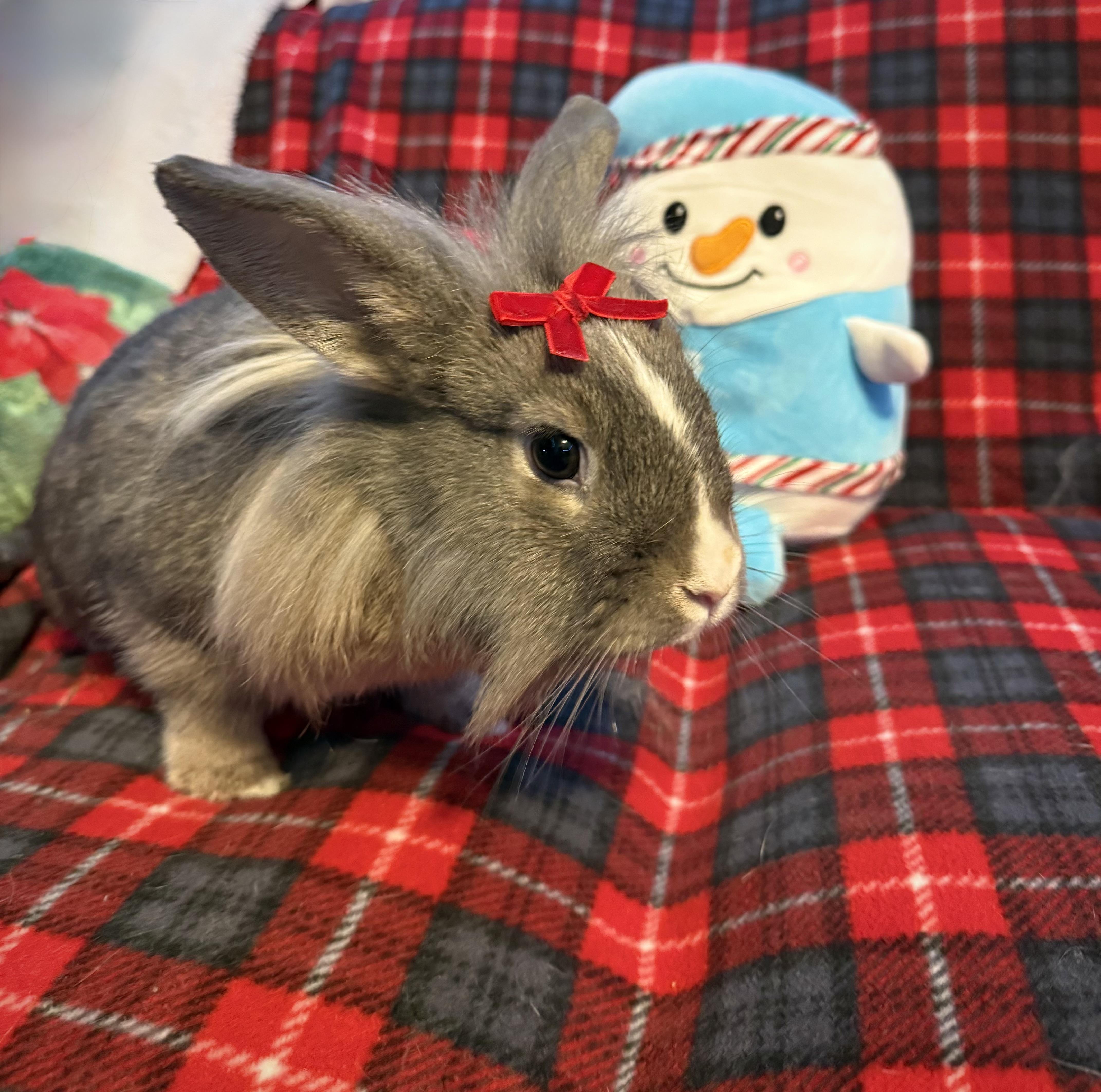 Phee: video!!, Adoptable, Baby Female Lionhead.