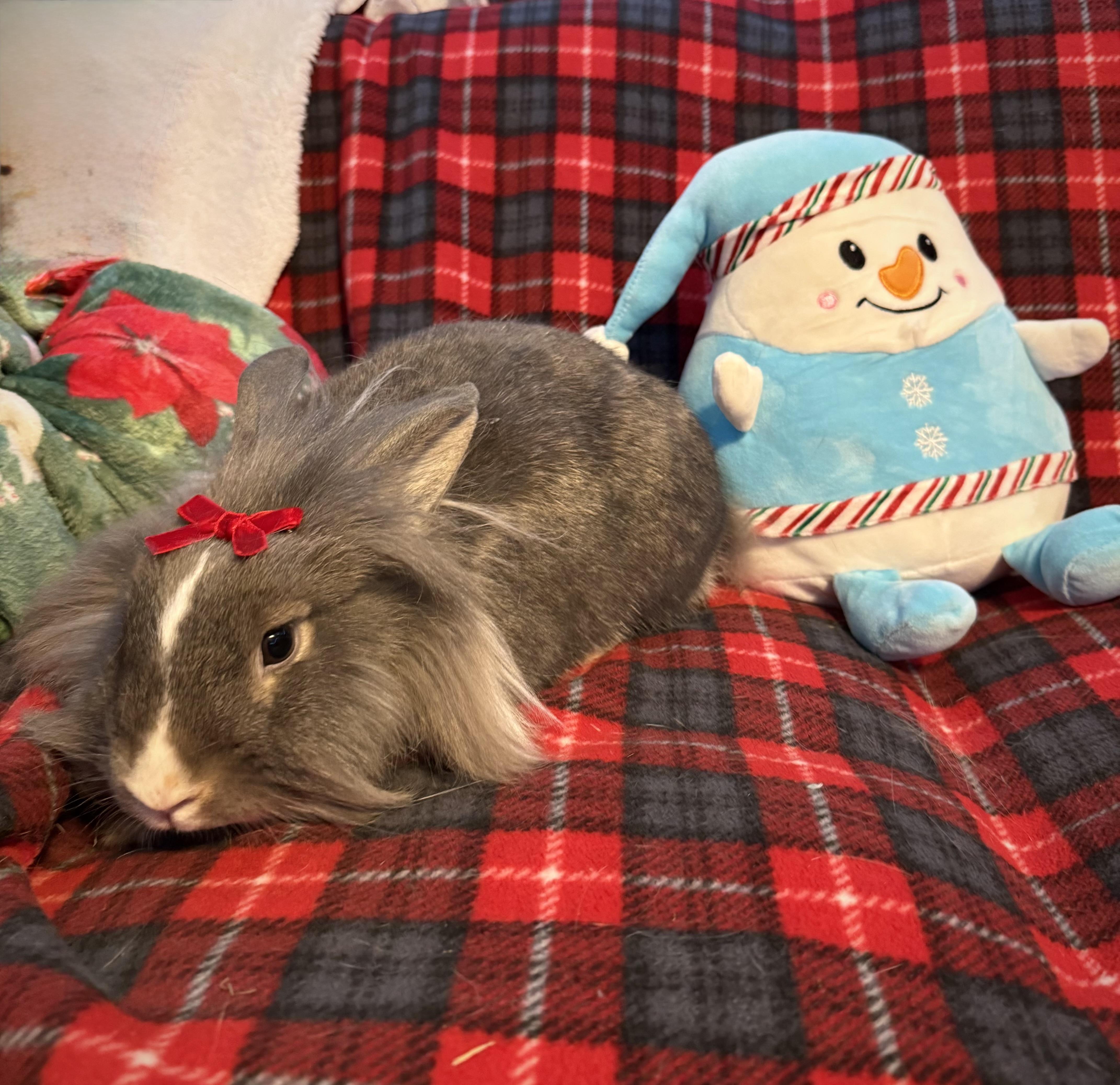 Phee: video!!, a Adoptable Lionhead in Edinburg, PA image 2/6