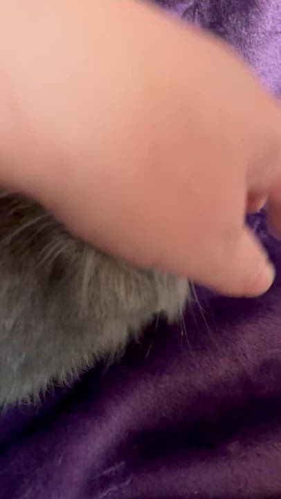 Enlarge Phee: video!!, a Adoptable Lionhead in Edinburg, PA video 6/6