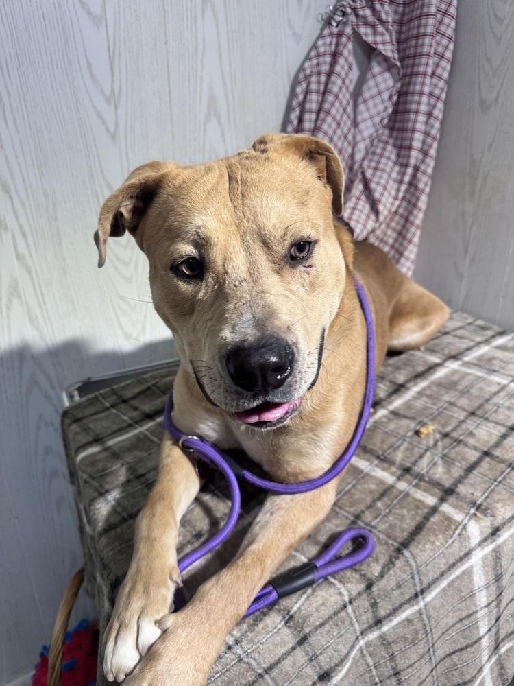 Clifford, Adoptable, Young Male Staffordshire Bull Terrier.