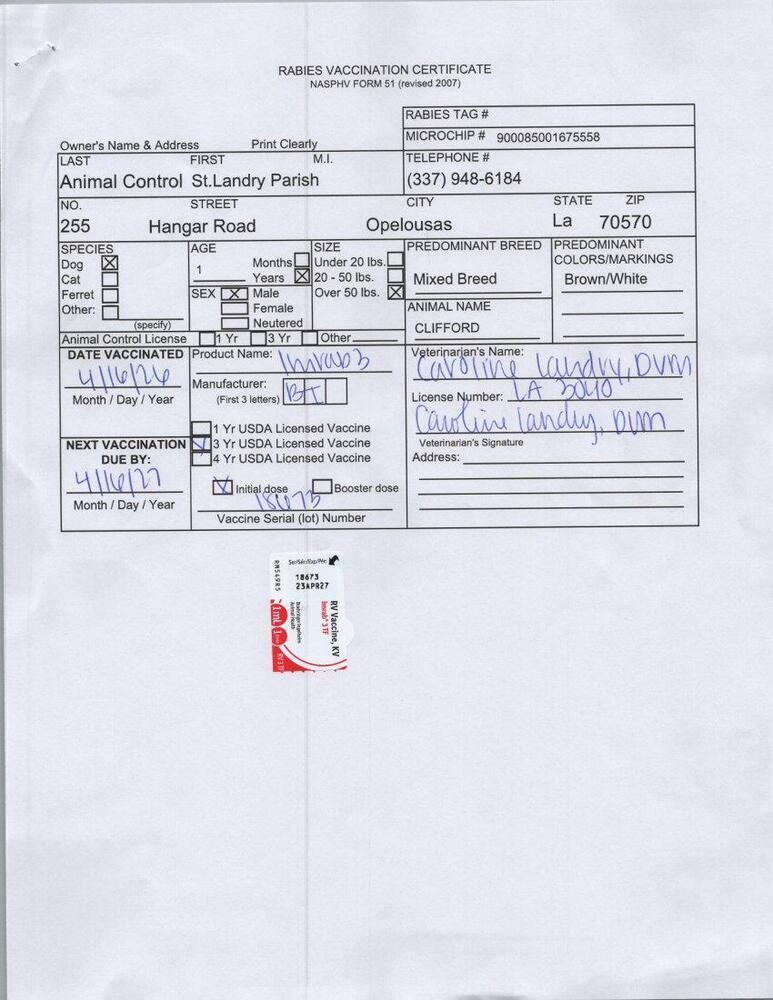 Enlarge Clifford, a Adoptable mixed breed in Opelousas, LA image 2/3