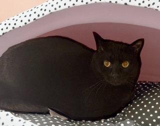 Sophie, Adoptable, Adult Female American Shorthair.