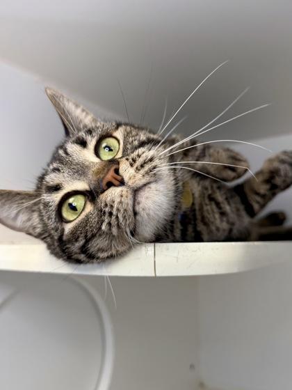 Enlarge Yondu, a Adoptable mixed breed in Columbus, OH image 1/1