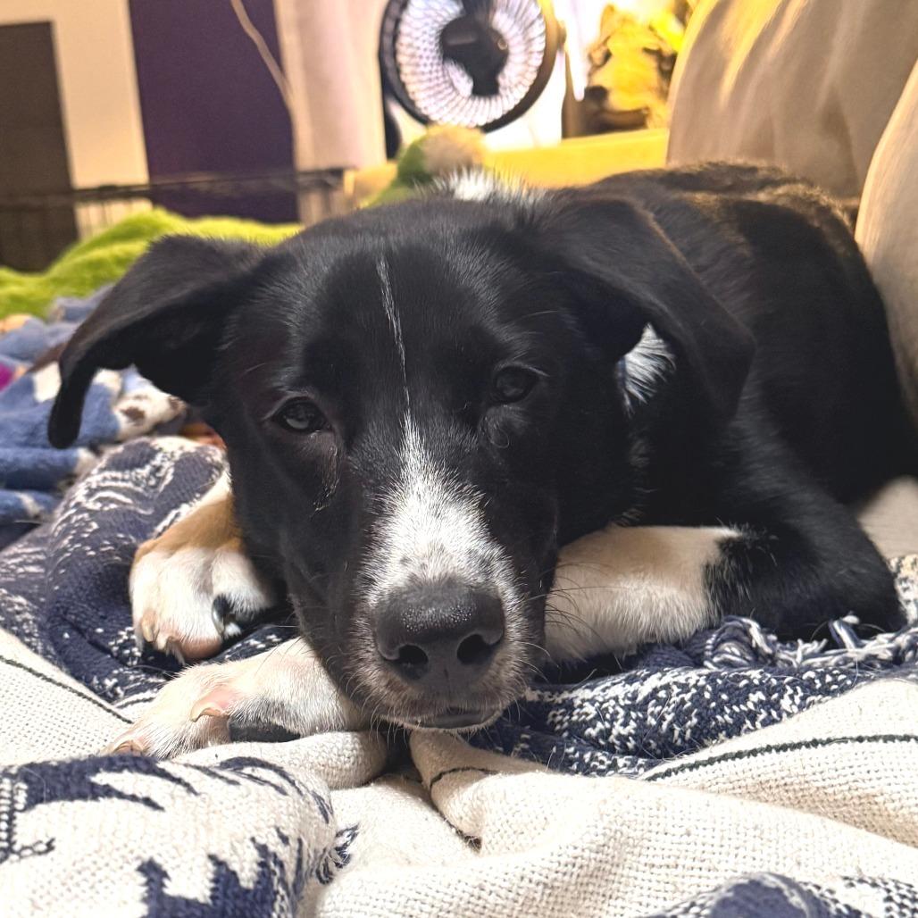 569 (2026) Dixie, a Adoptable mixed breed in Parker, CO image 6/6