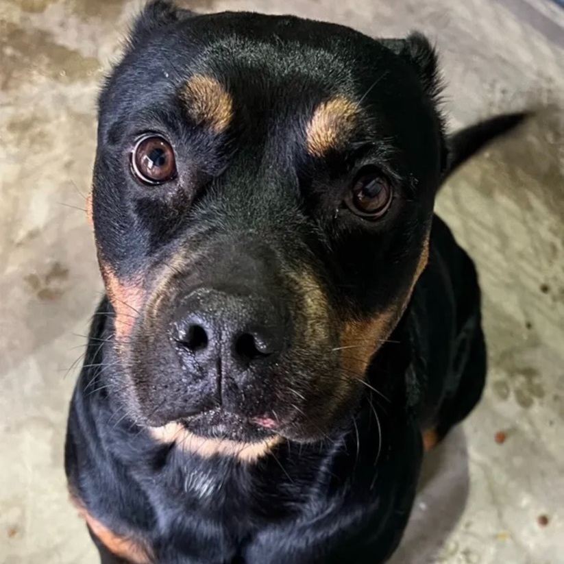 Michsa, an adoptable Rottweiler in Canyon, TX, 79015 | Photo Image 2