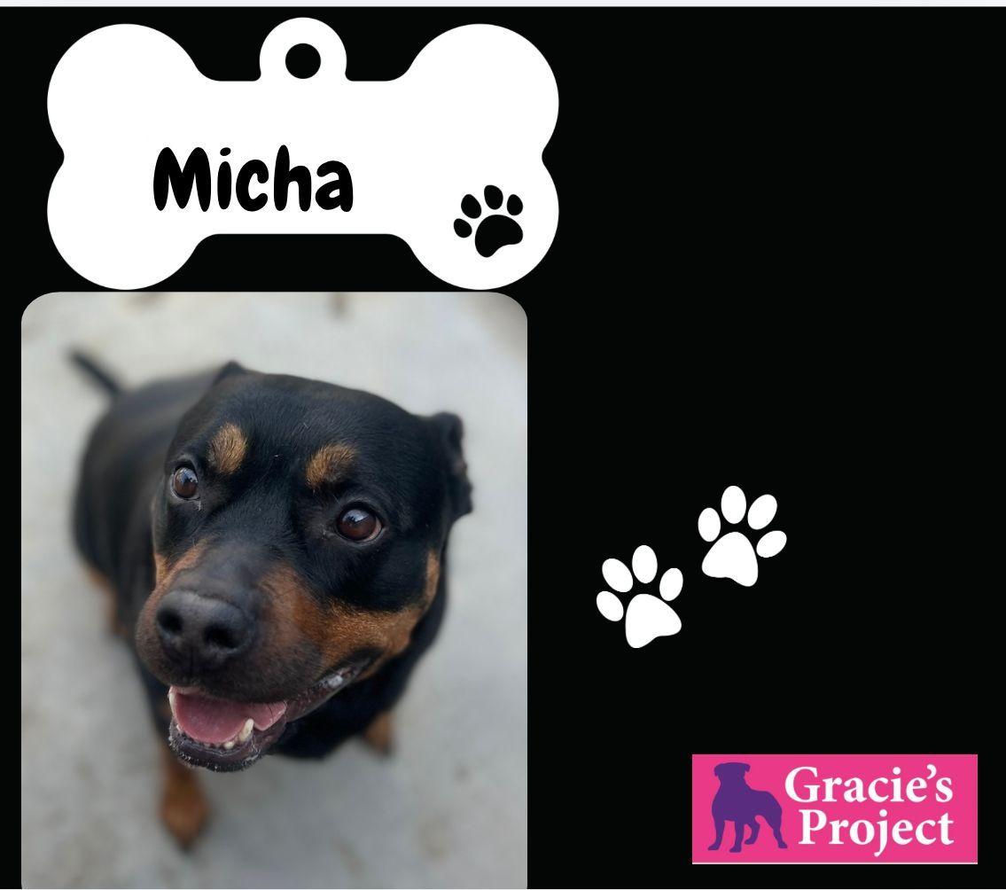 Michsa, an adoptable Rottweiler in Canyon, TX, 79015 | Photo Image 1