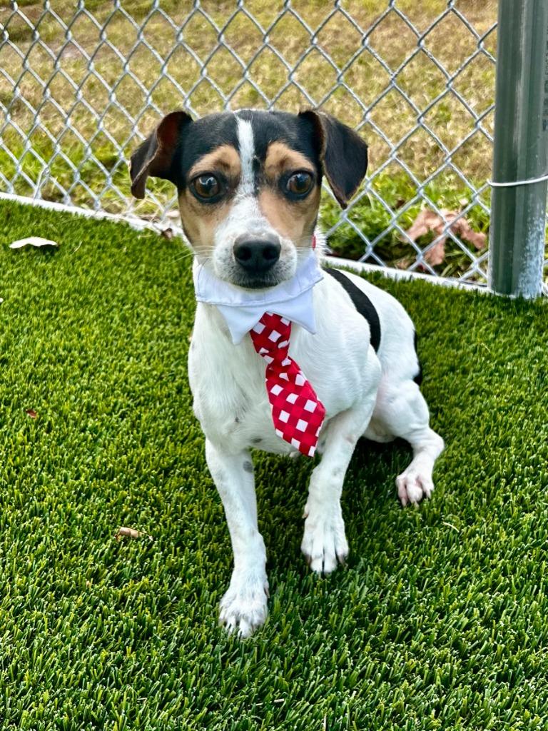 Enlarge Zoodle, a Adoptable mixed breed in Cape Coral, FL image 1/4