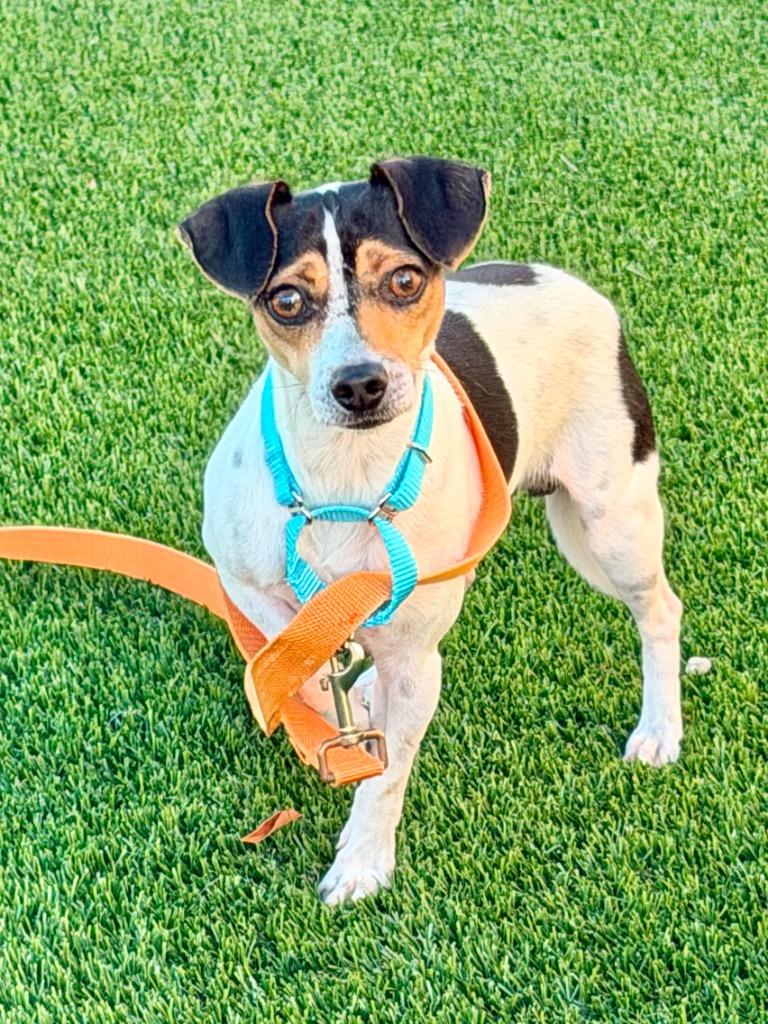 Zoodle, Adoptable, Adult Male Chihuahua & Mixed Breed.