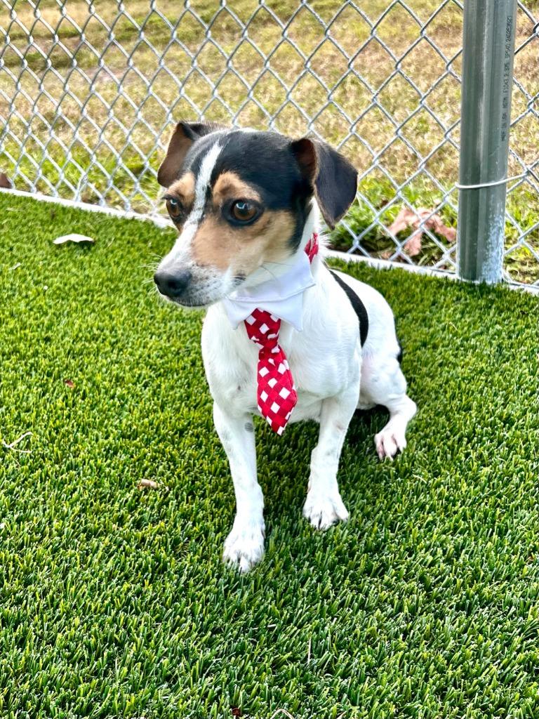 Enlarge Zoodle, a Adoptable mixed breed in Cape Coral, FL image 3/4